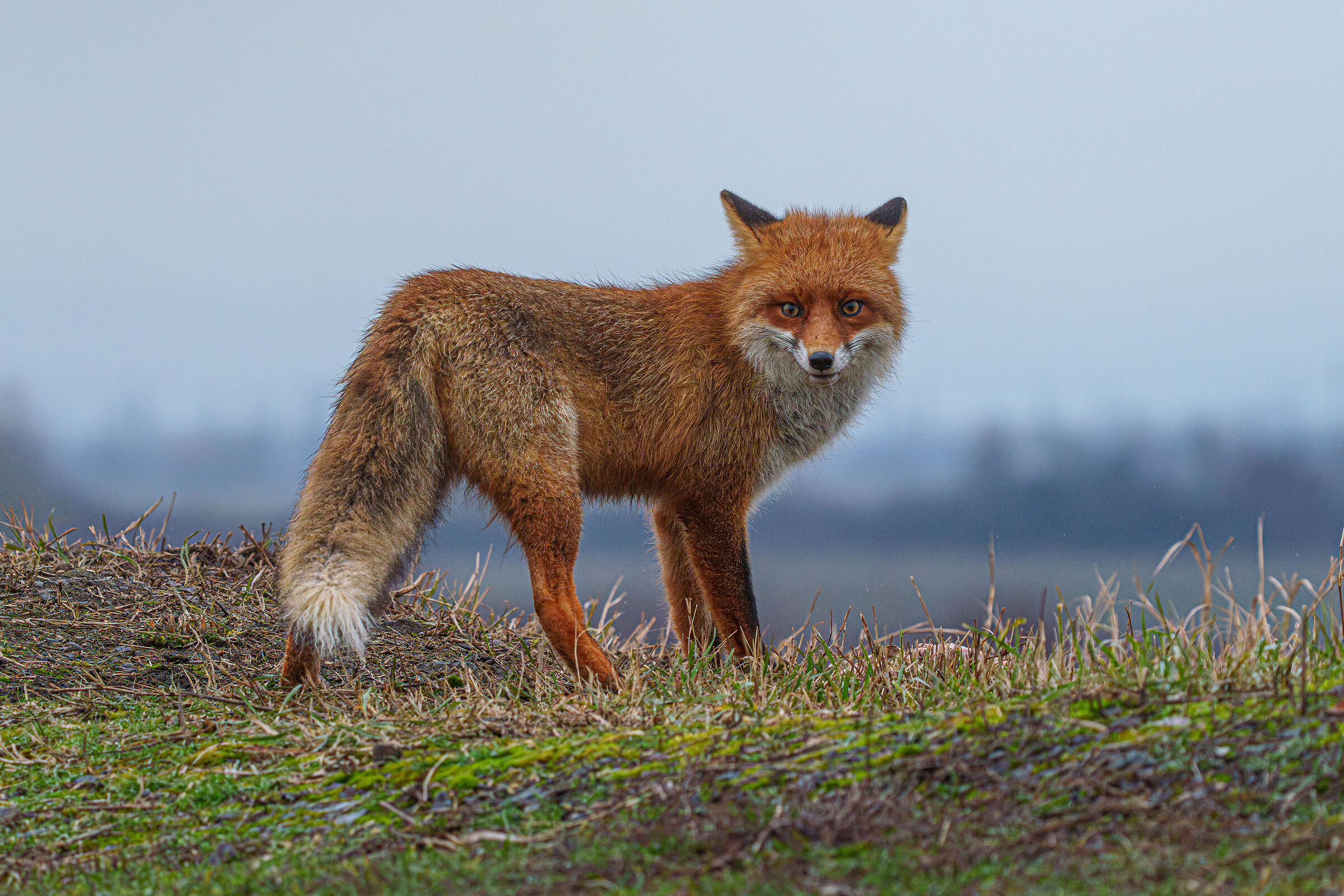 Red fox