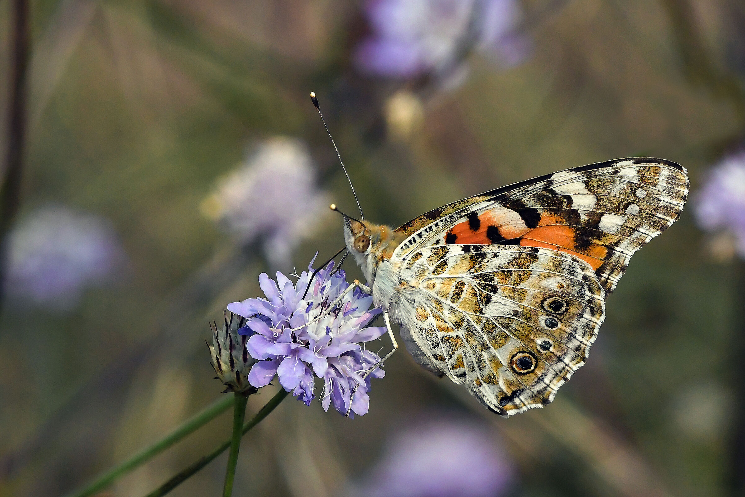 Vanessa del cardo (Vanessa cardui)