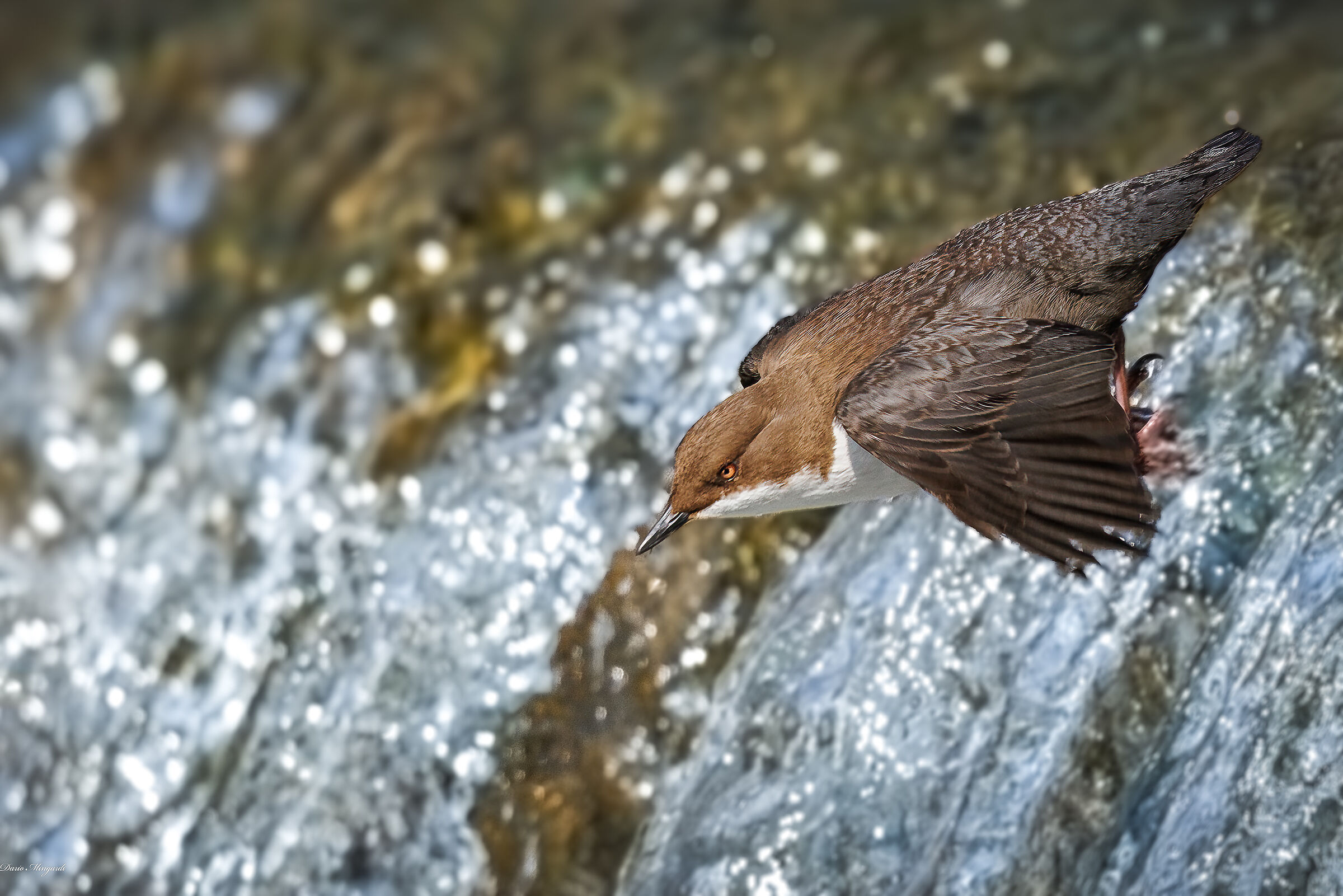 Dipper Cinclus cinclus