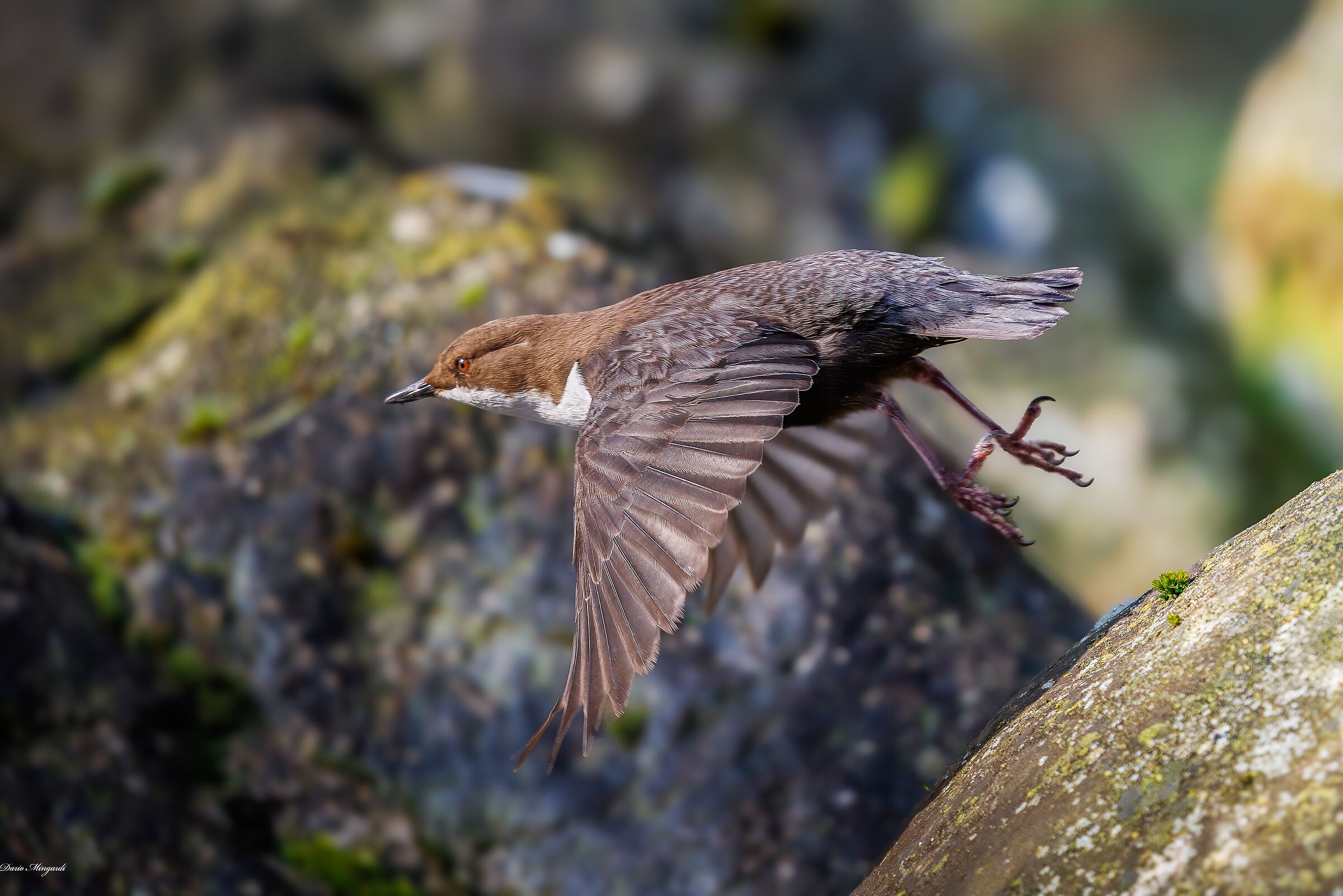 Dipper - Cinclus cinclus