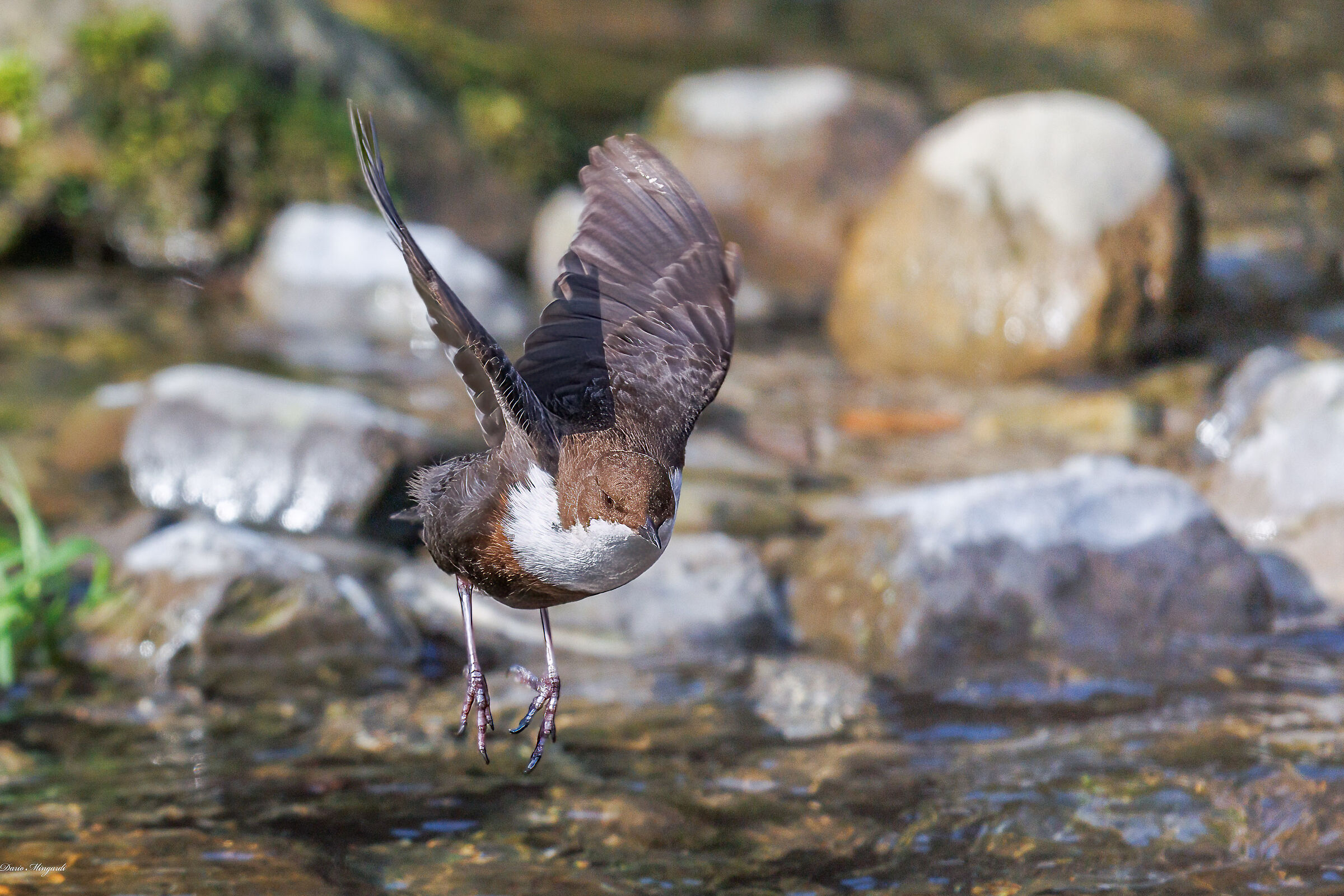 Dipper - Cinclus cinclus