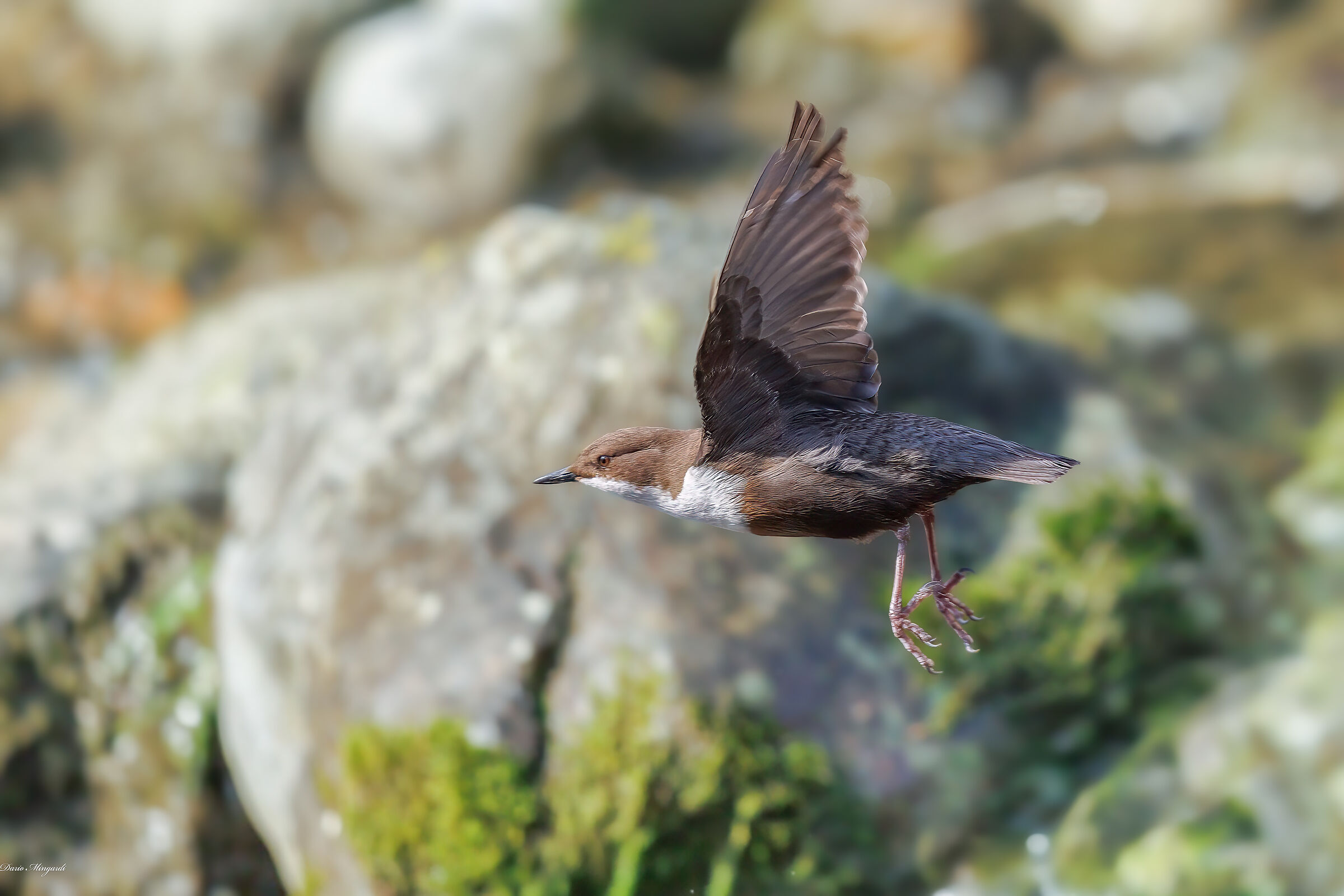Dipper Cinclus cinclus