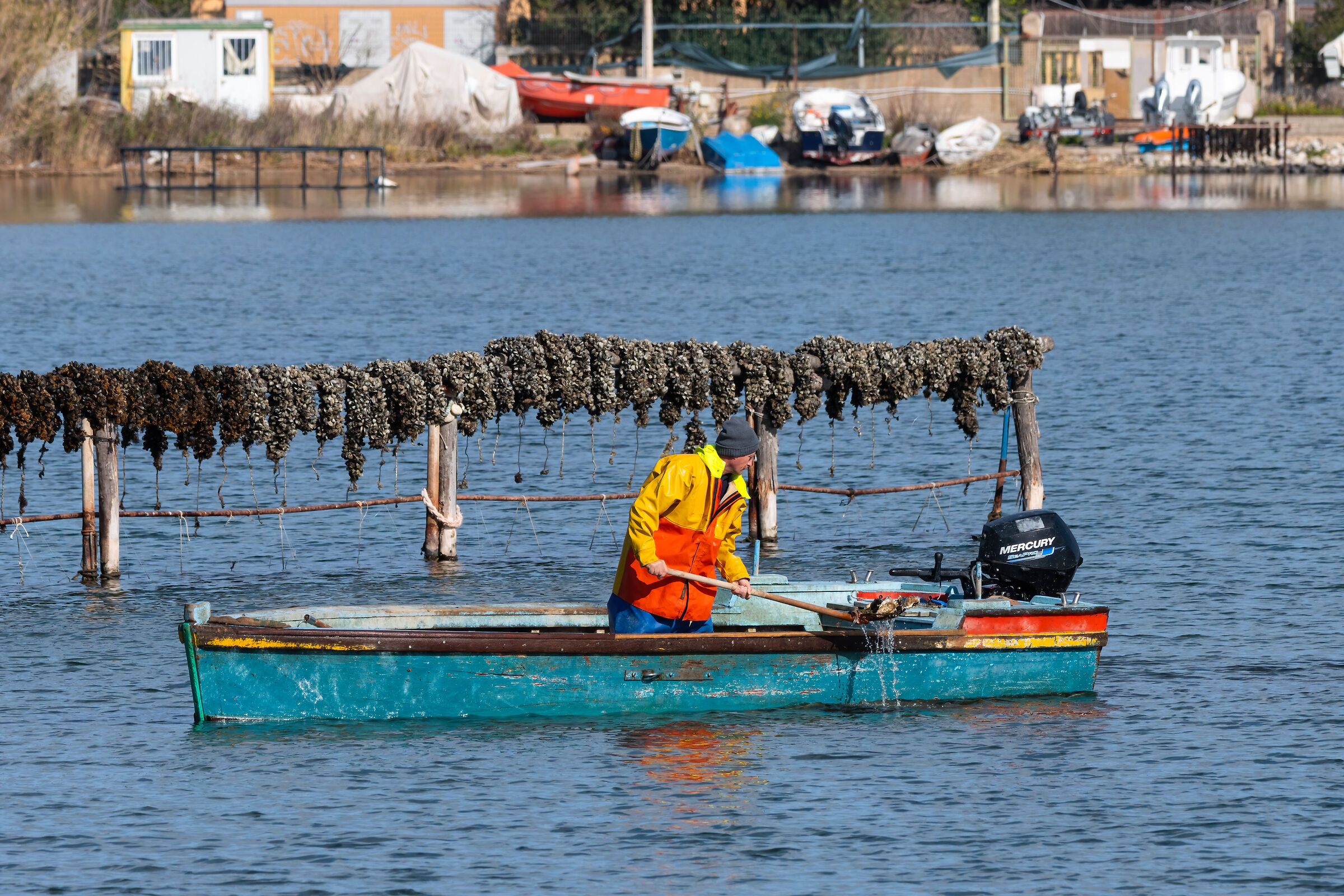 Seafood harvesting