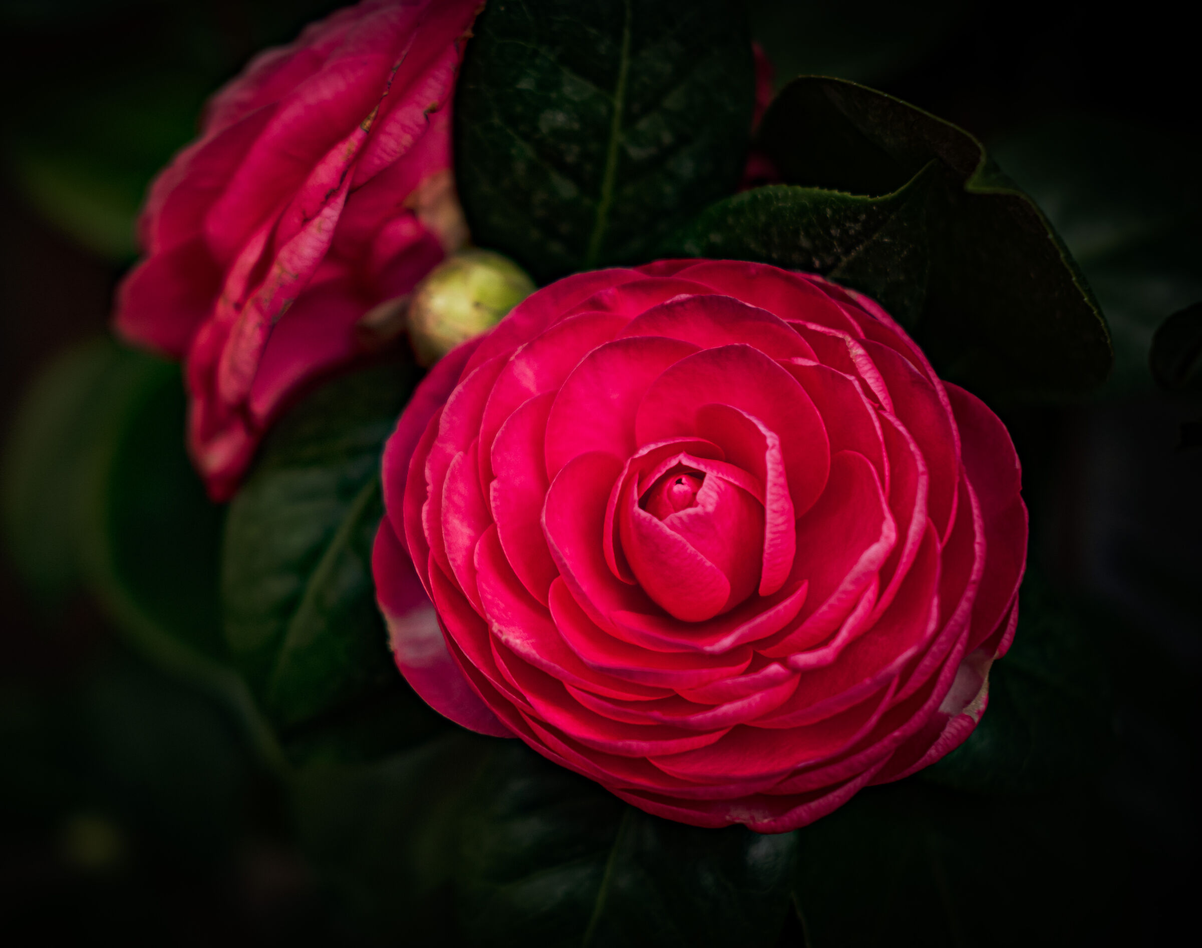 Camellia Red