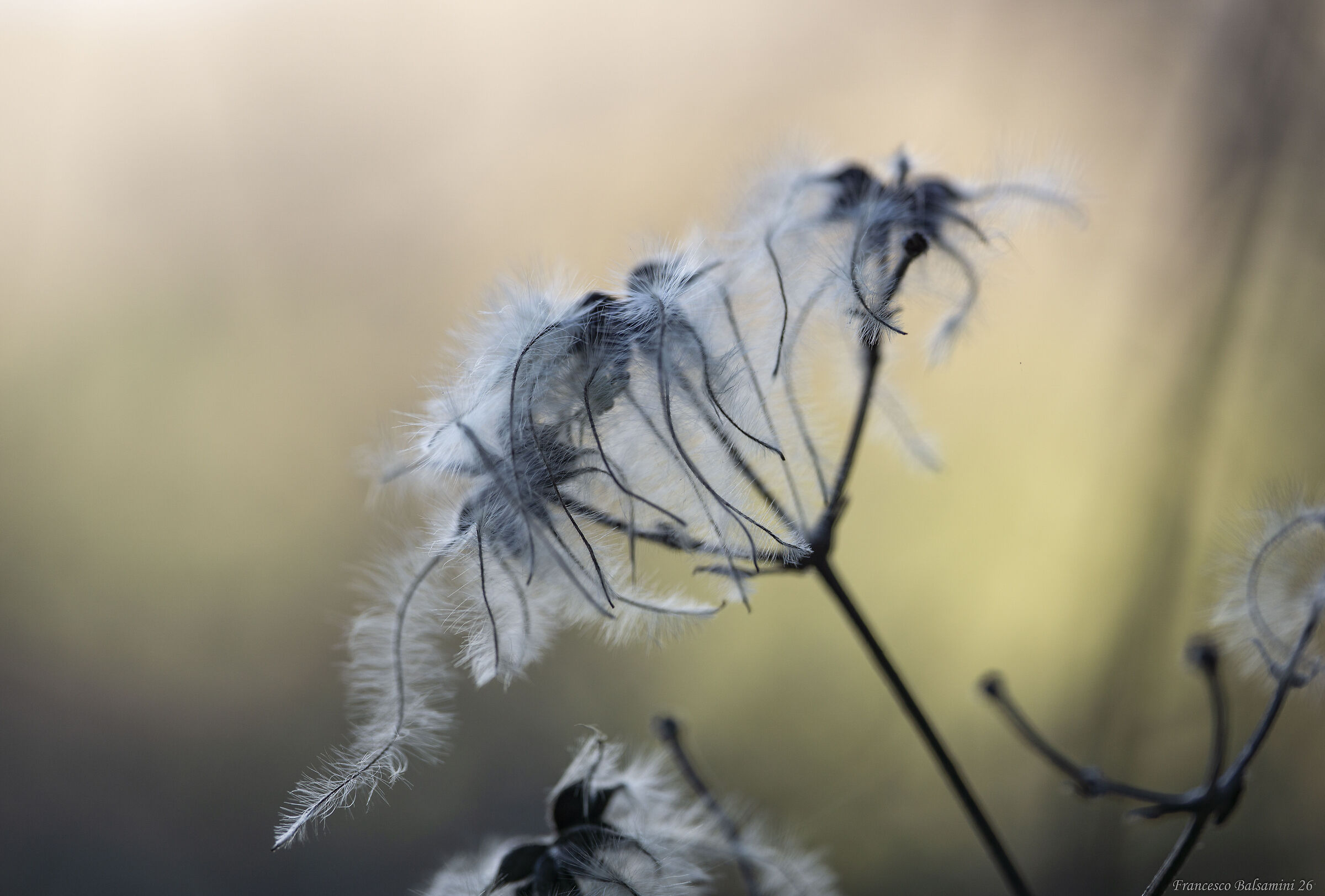 Silky nature
