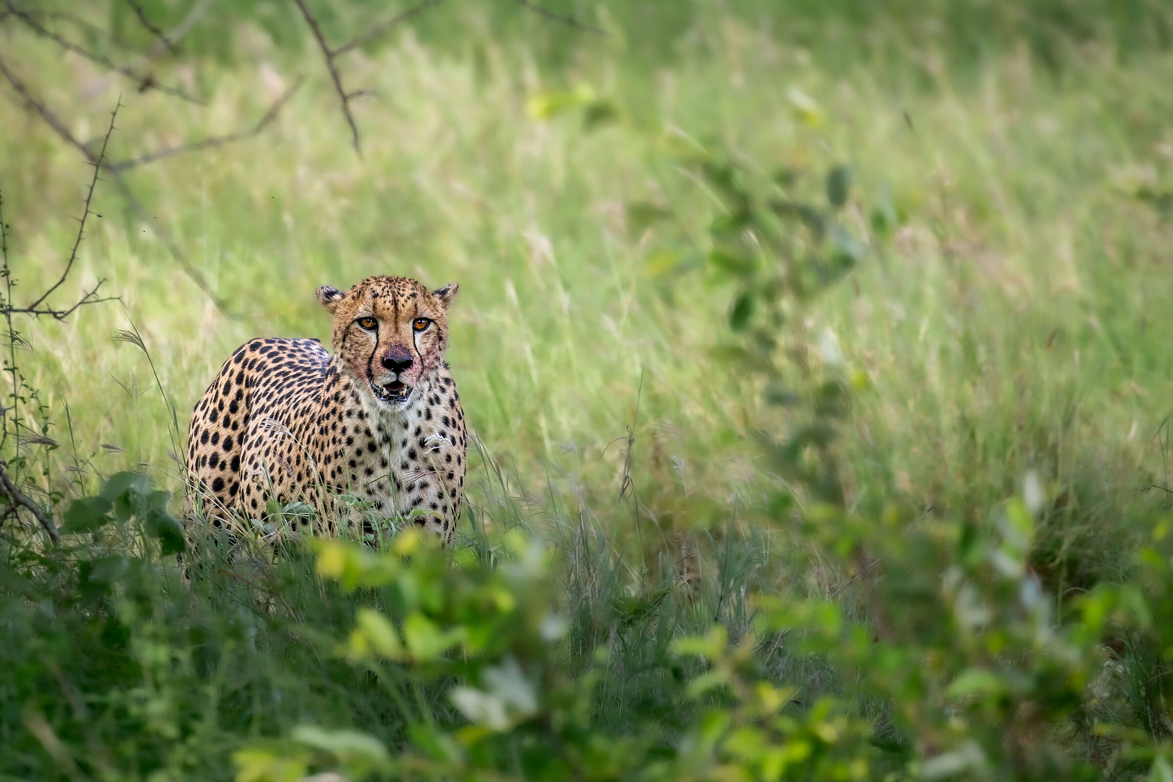 Ghepardo post spuntino