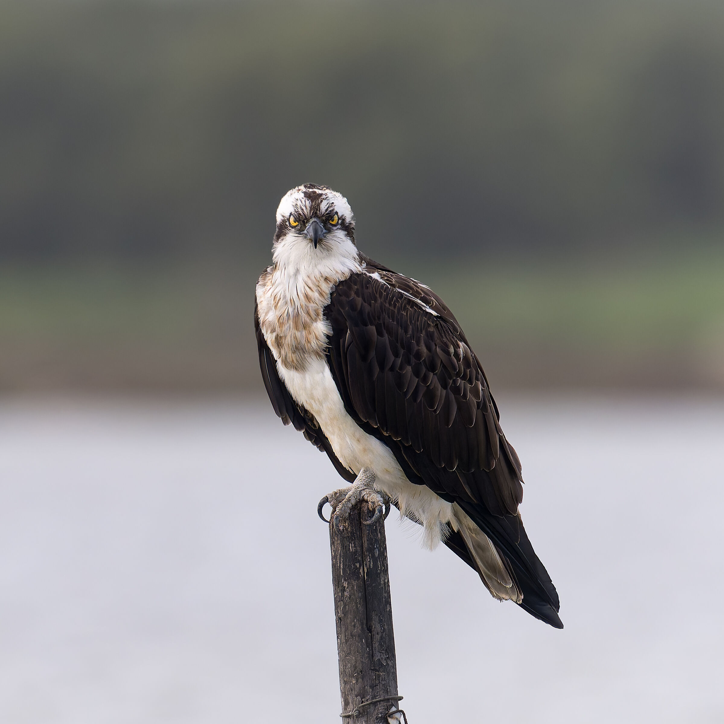 Osprey - Sardinia