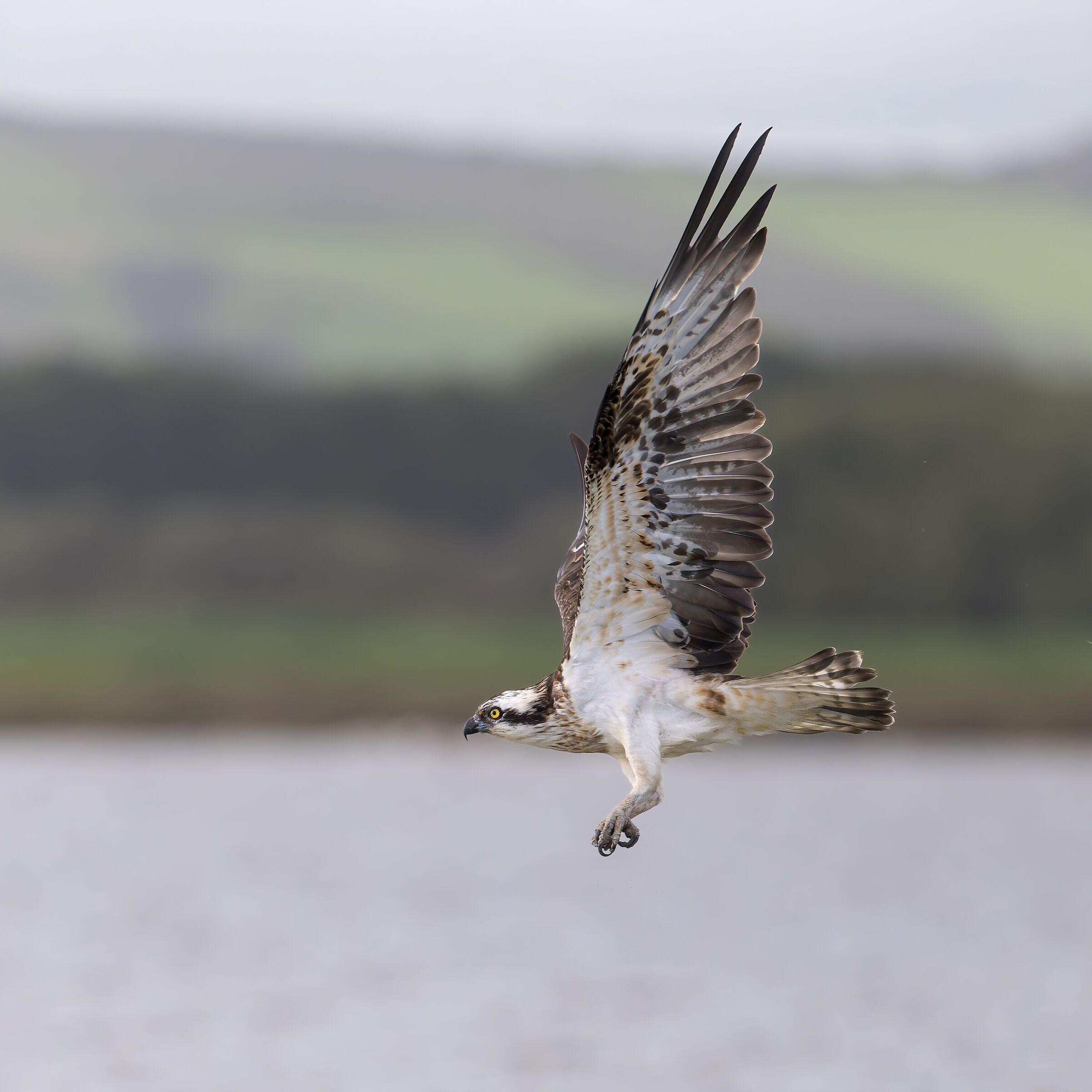 Osprey - Sardinia