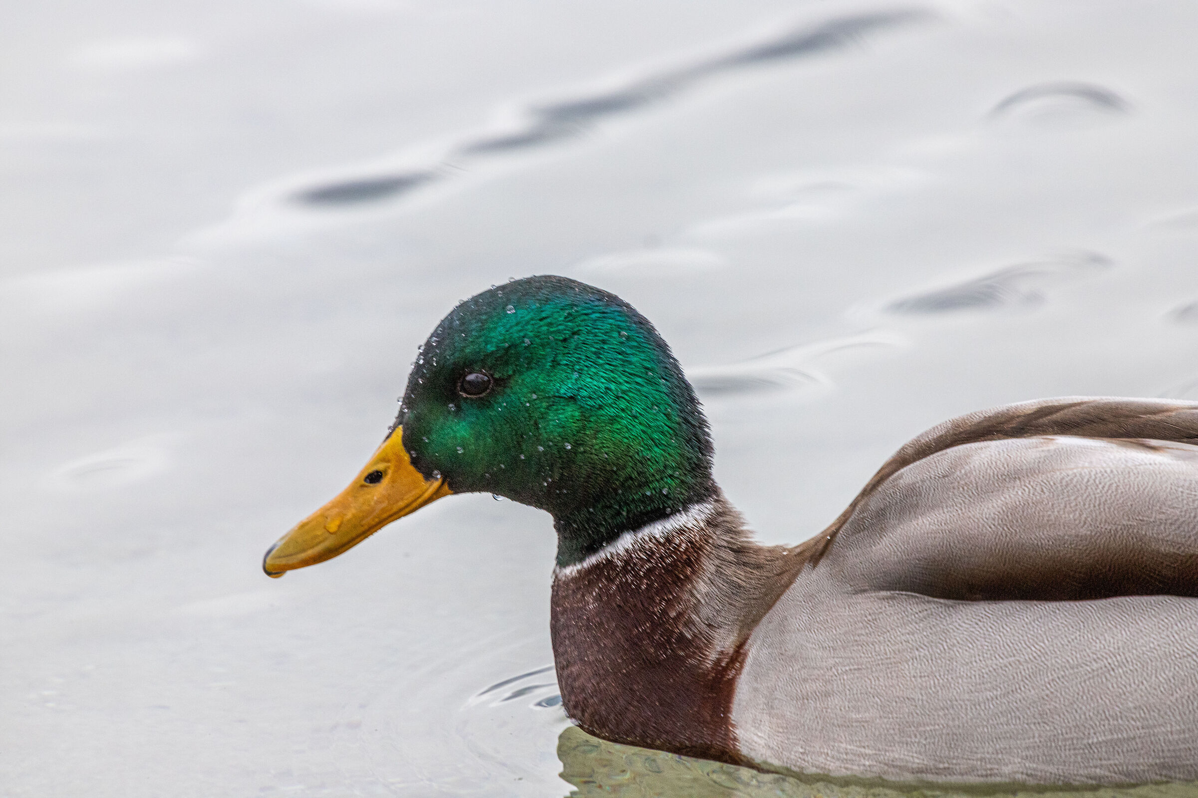 mallard