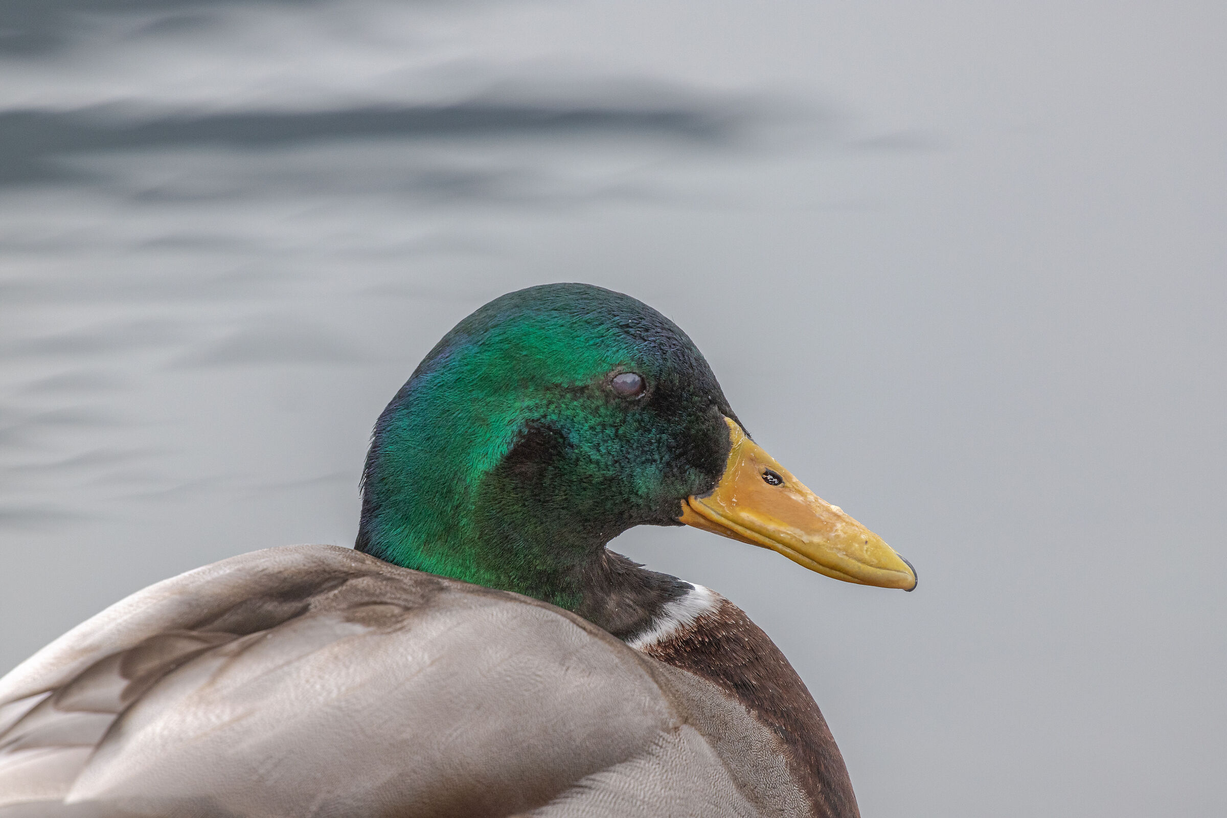 mallard 2
