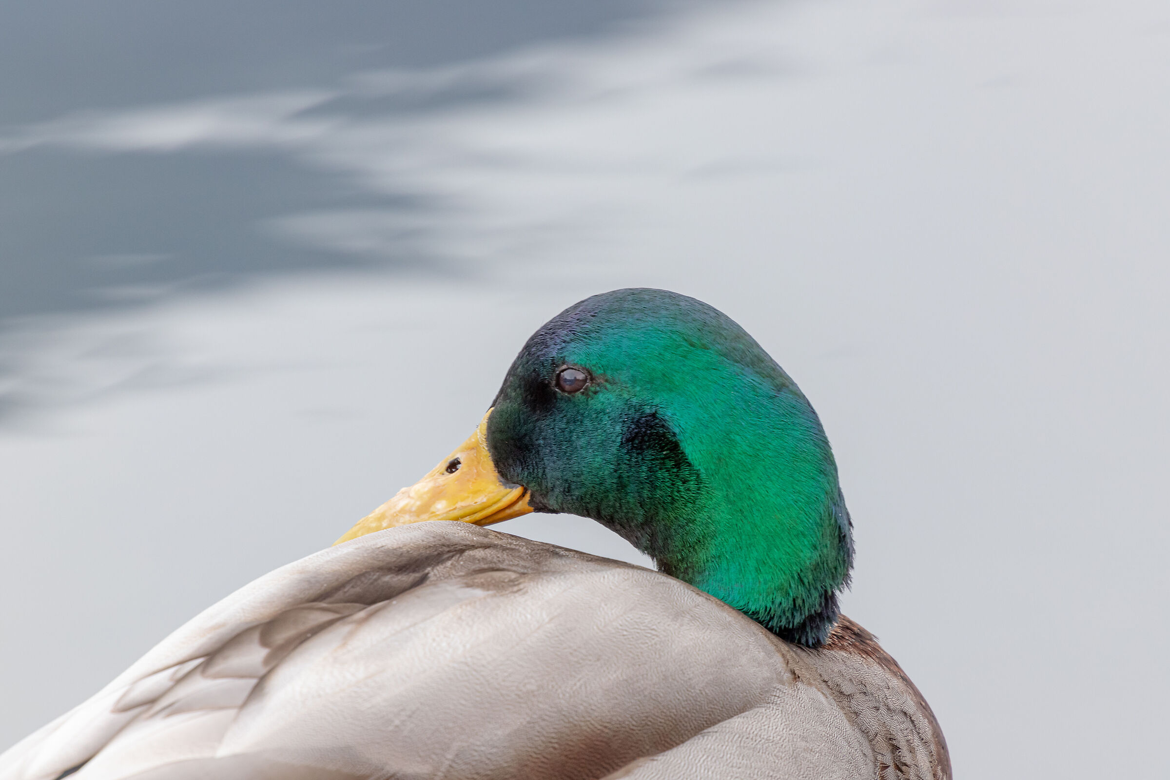 Mallard 3