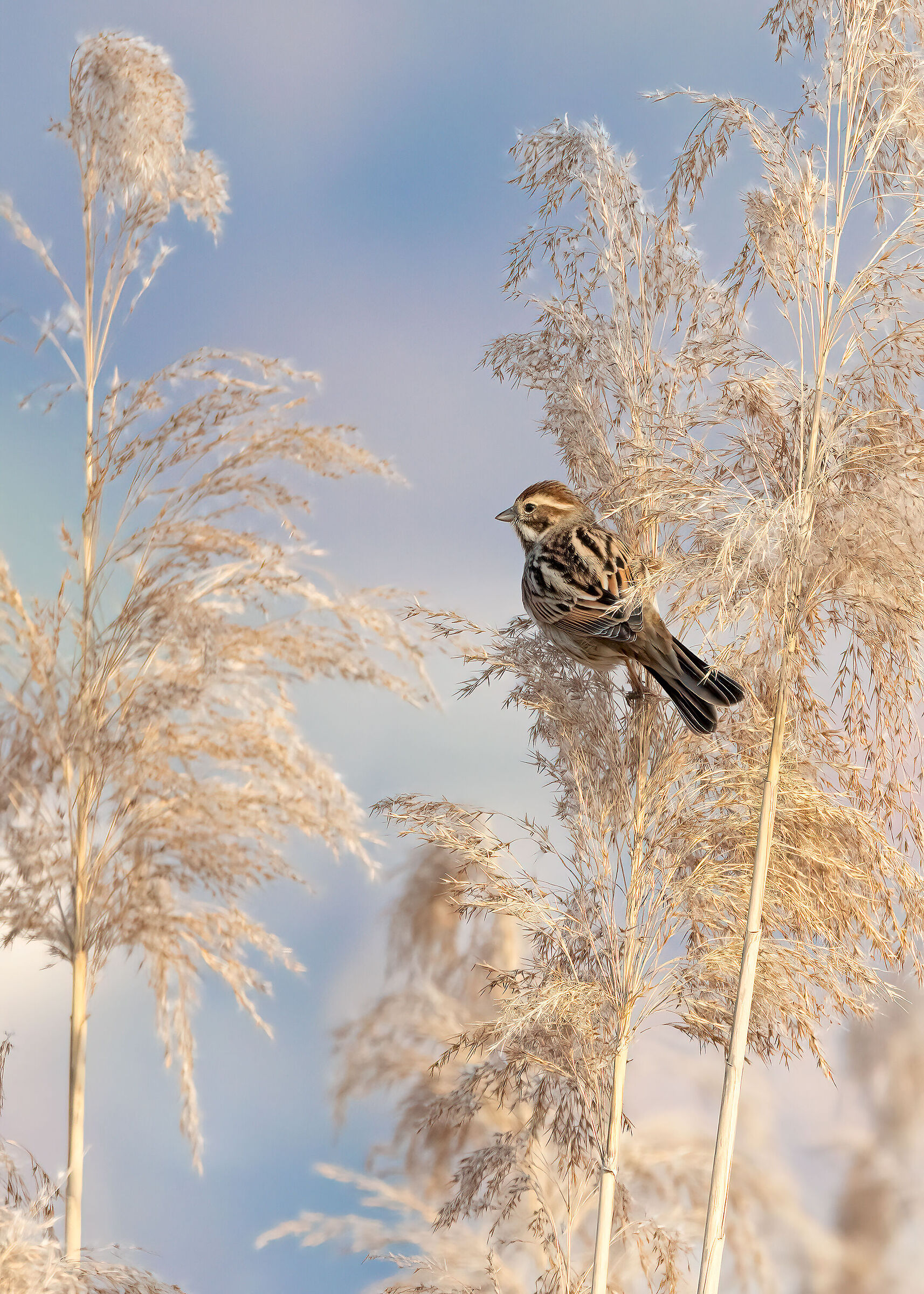 Migliarino di plaude