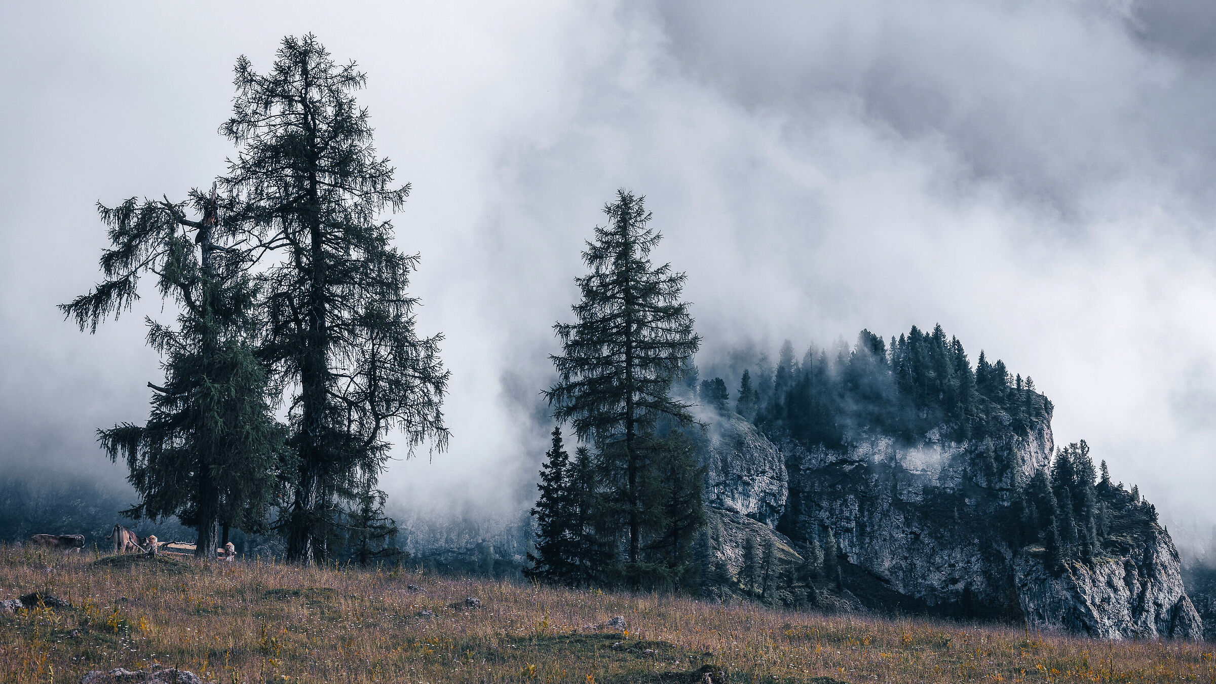 Dal Passo alla Malga