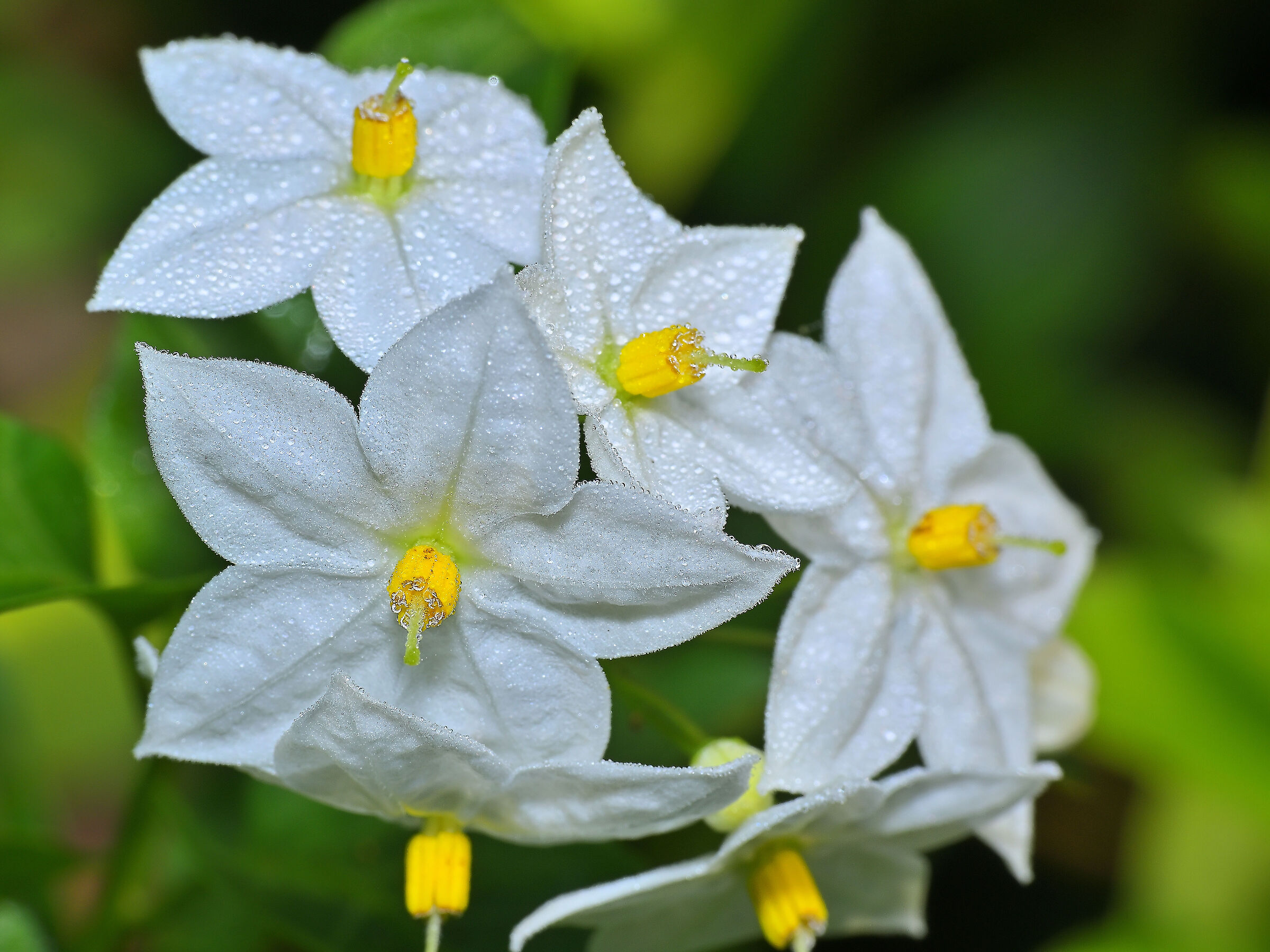 Solanum jasminoides