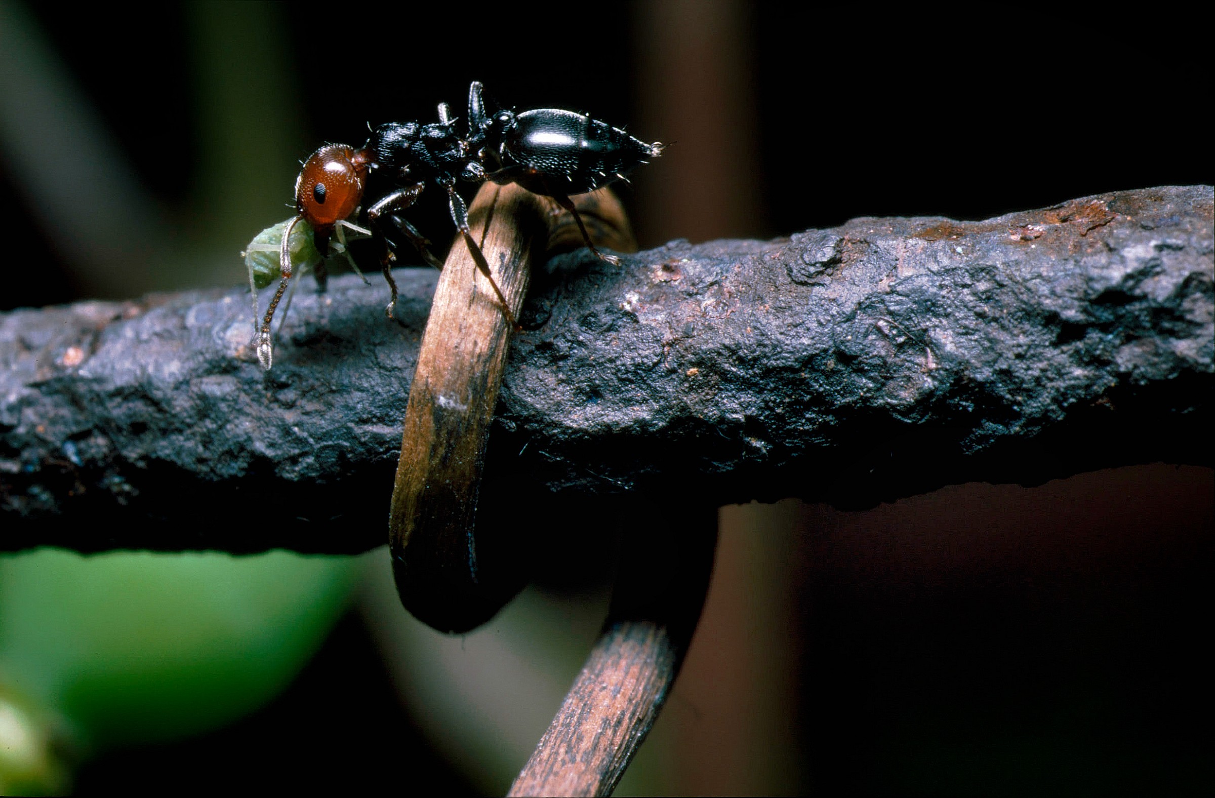 La formica testa rossa e l'afide - 1984