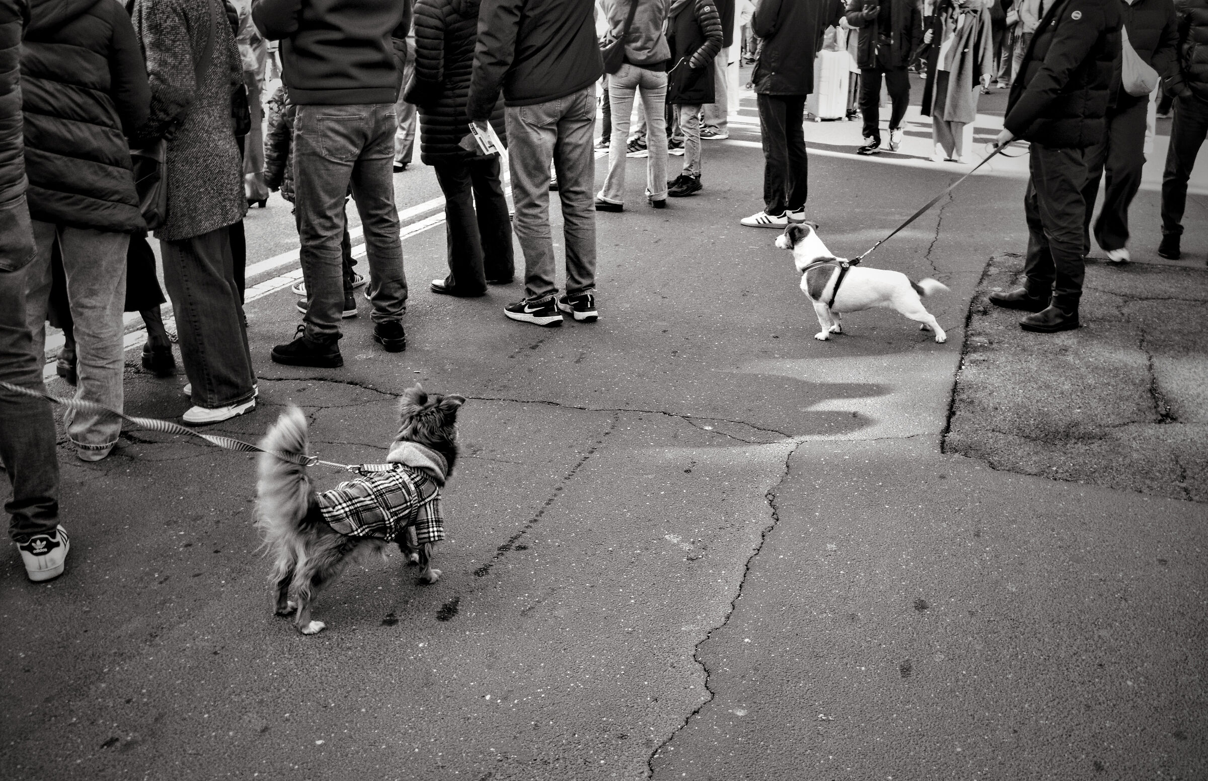 Crazy Dog Crazy Dog (x10)