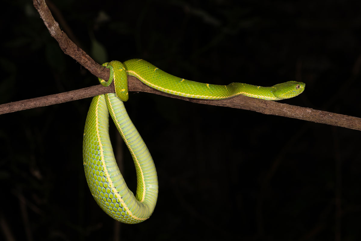 Palm viper