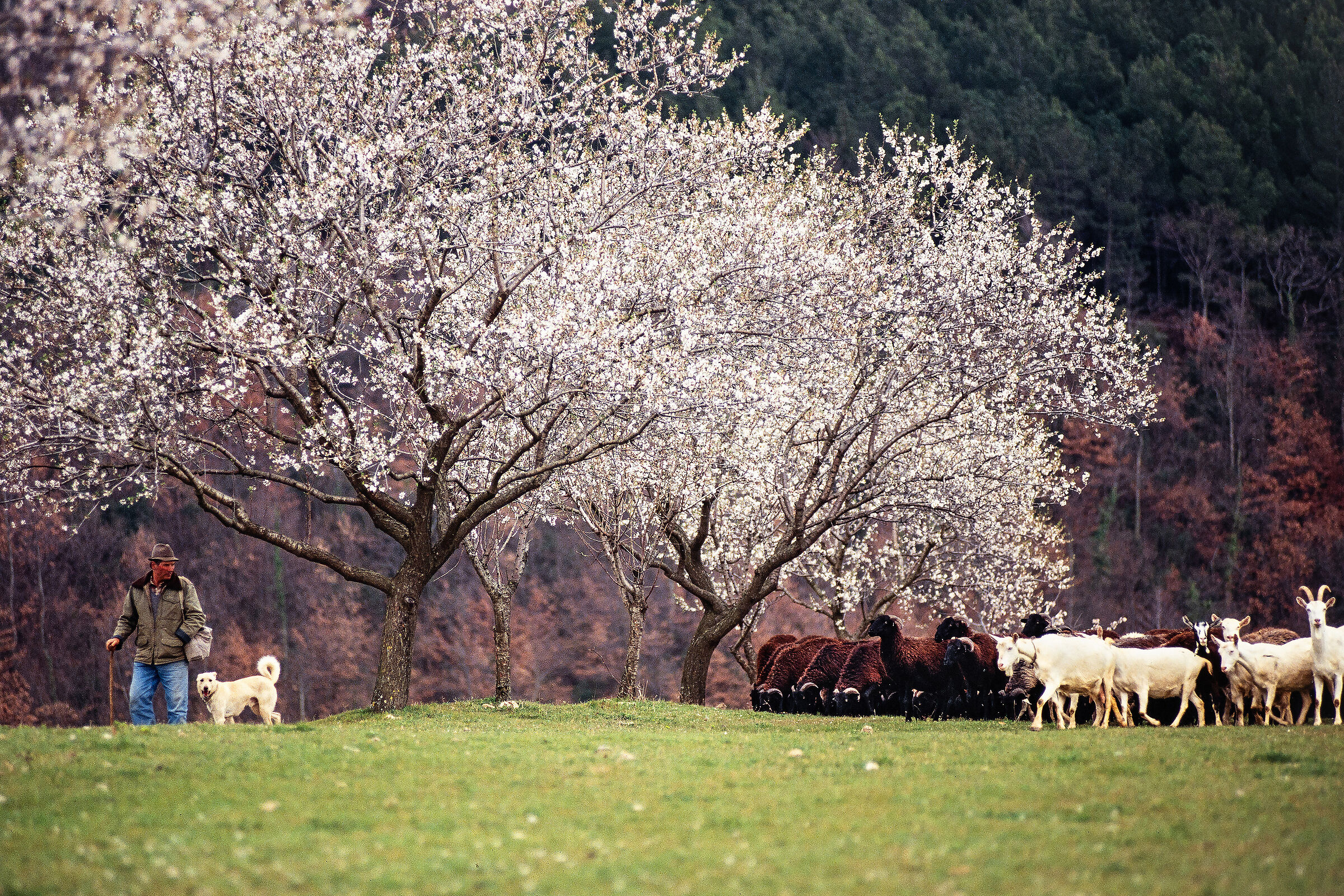 The gardens of March