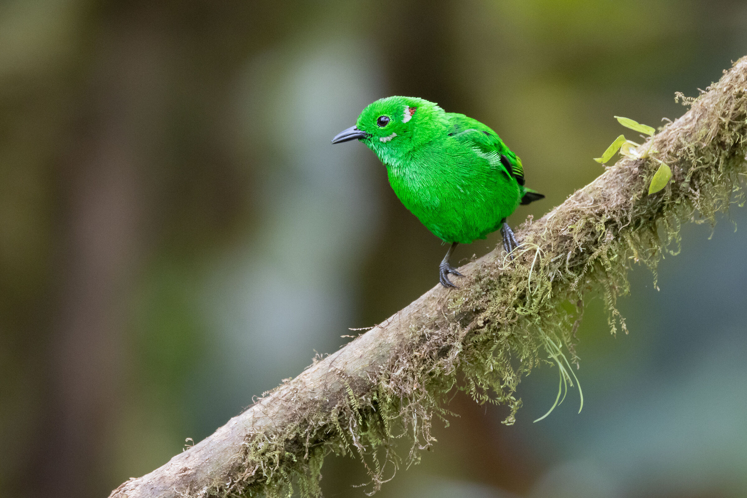 Tangara verde splendente
