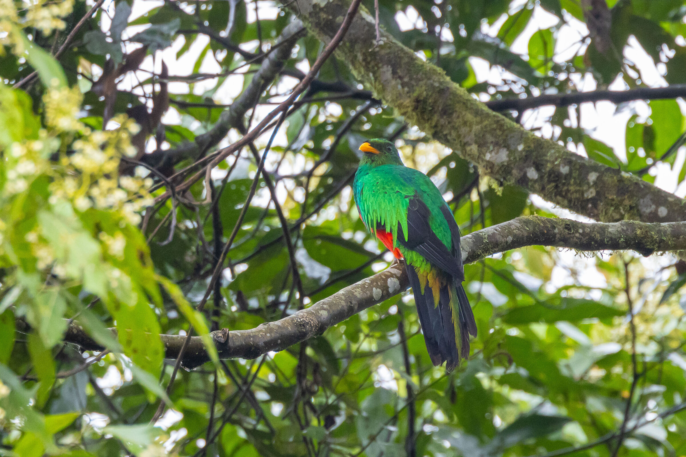Quetzal testadorata