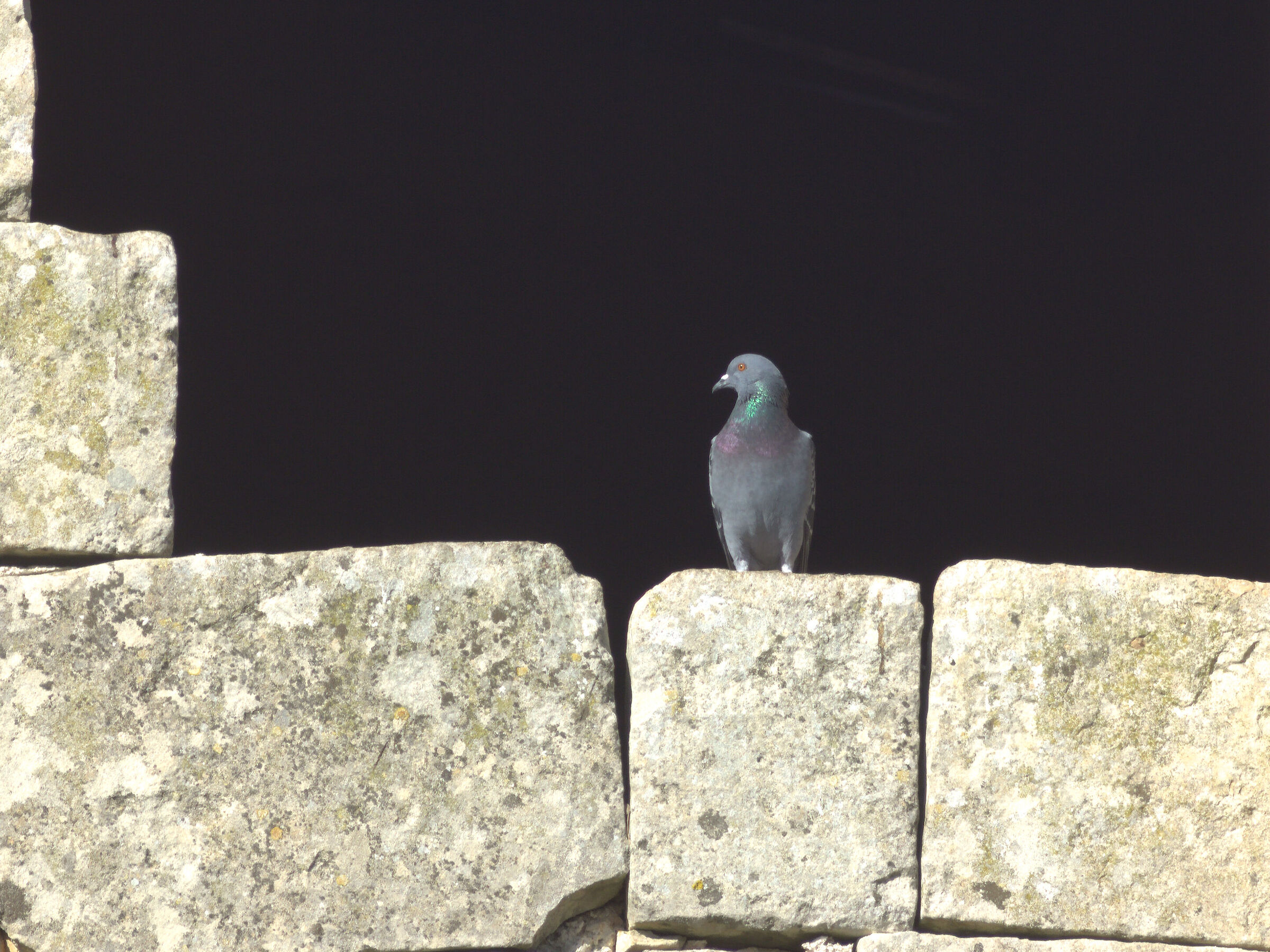 The darkness beyond the pigeon