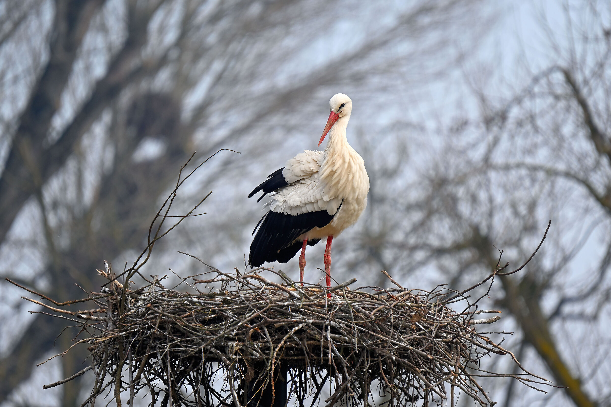 Stork