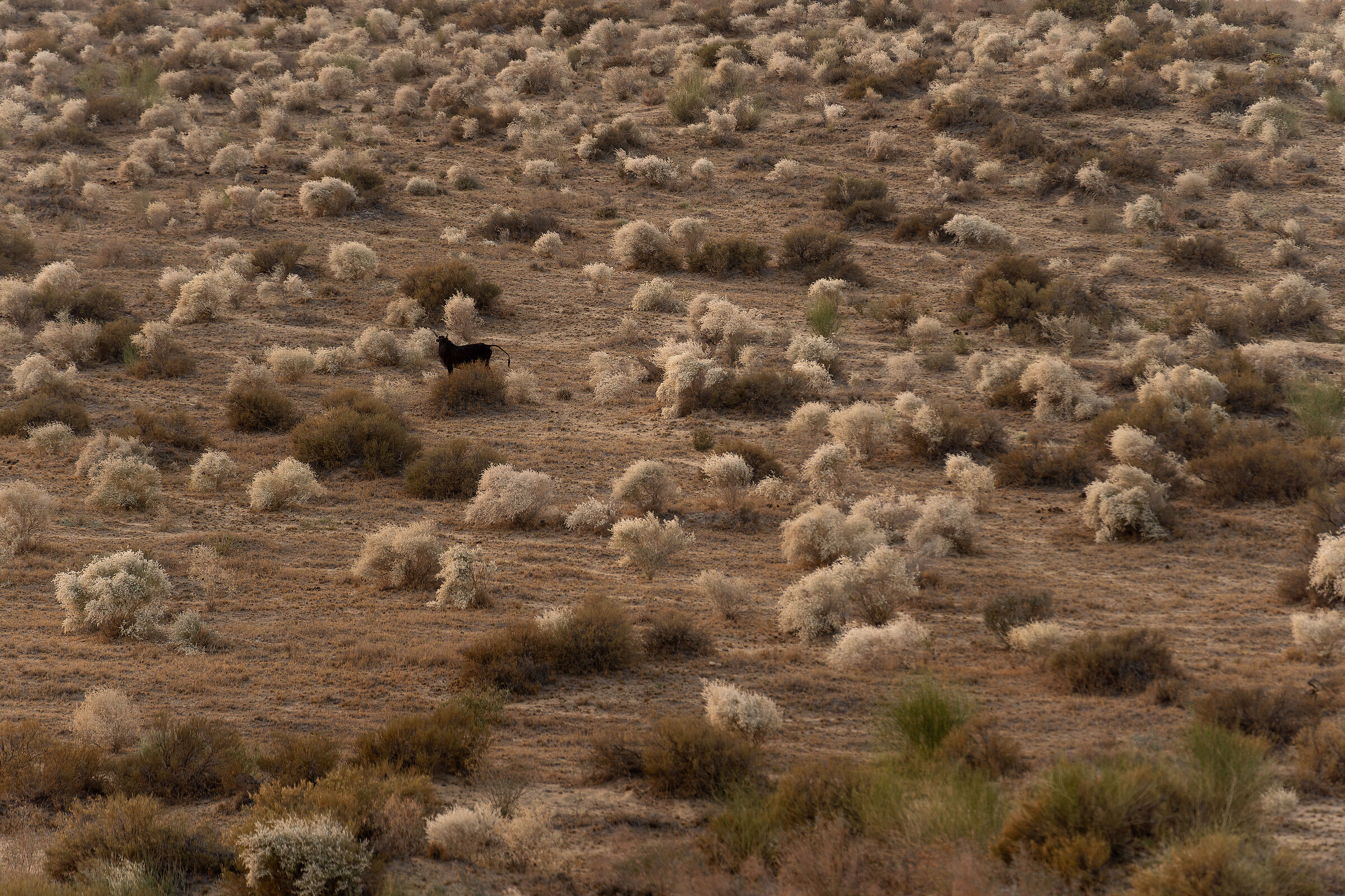 Steppe Regional Administrative Court