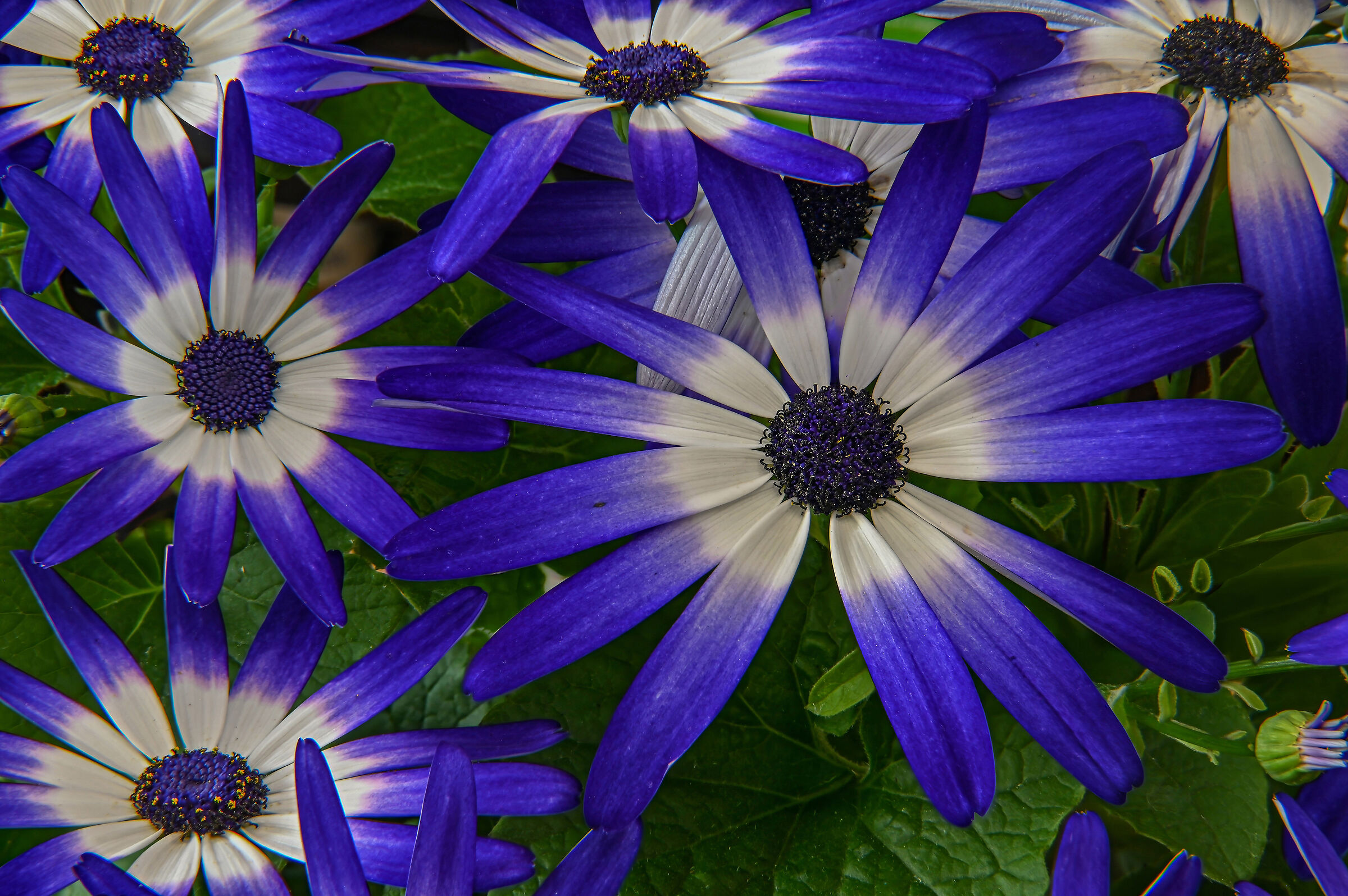 In un mare di indaco