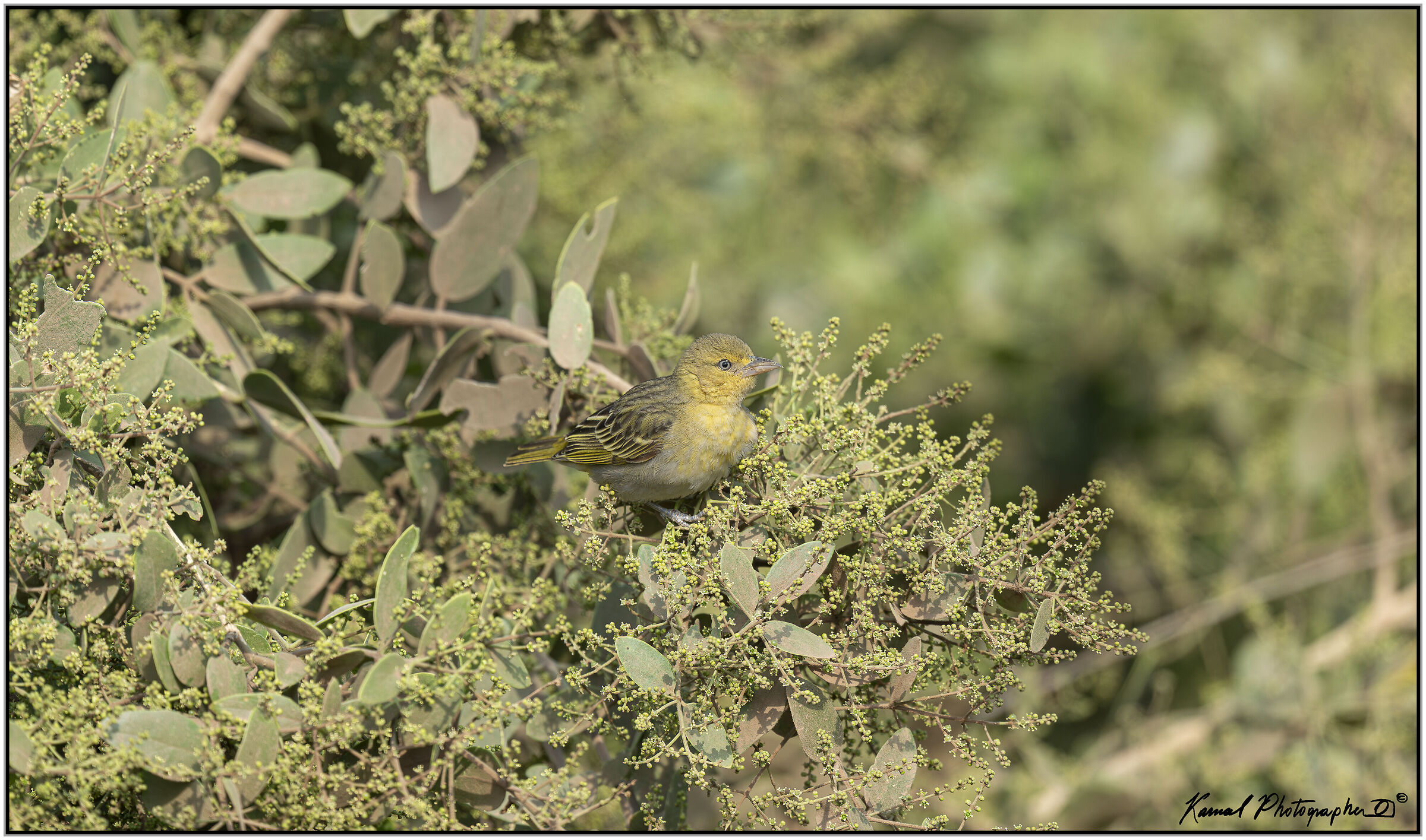 Gendarme weaver (Ploceus cucullatus)