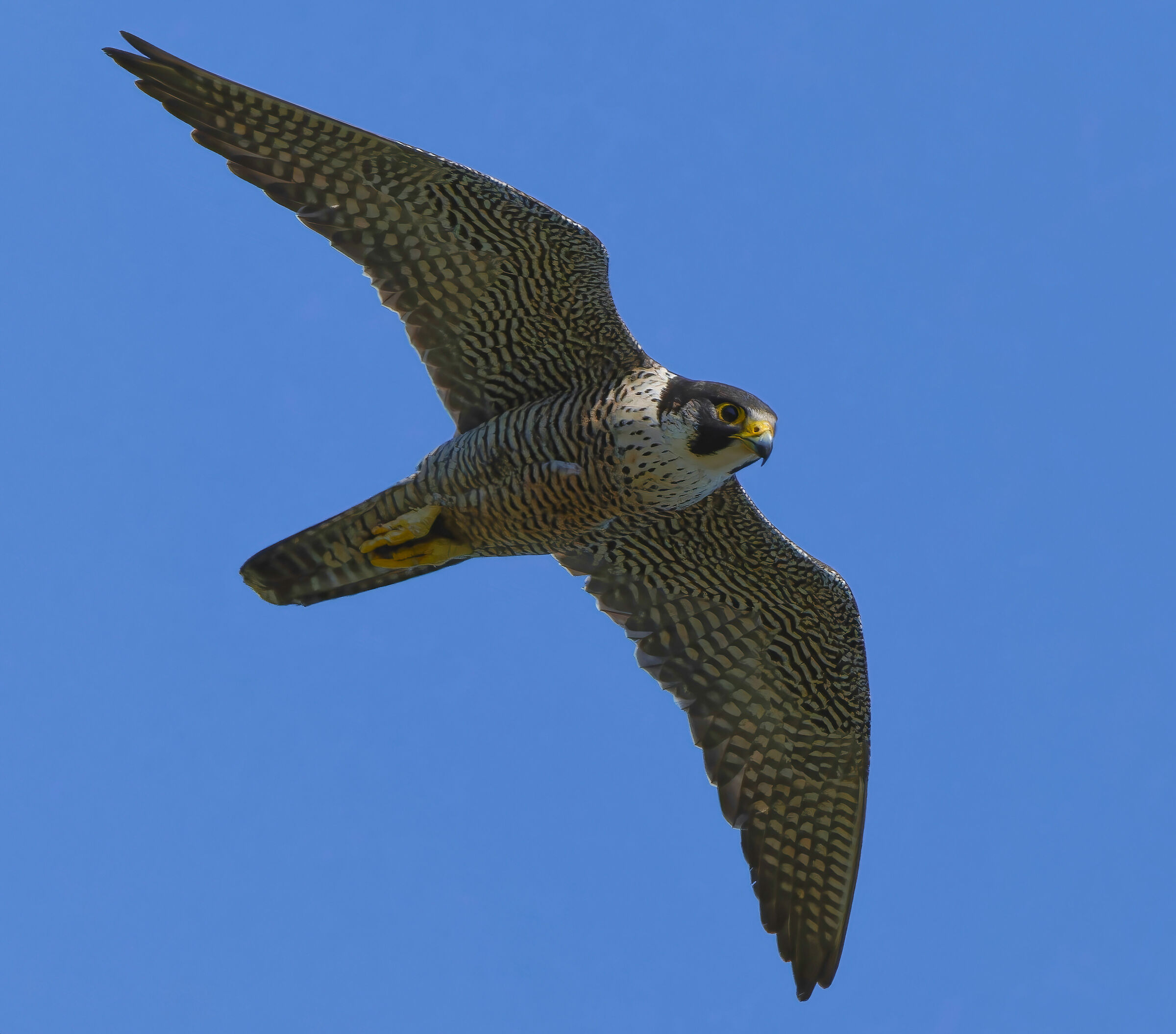 Peregrine Falcon away