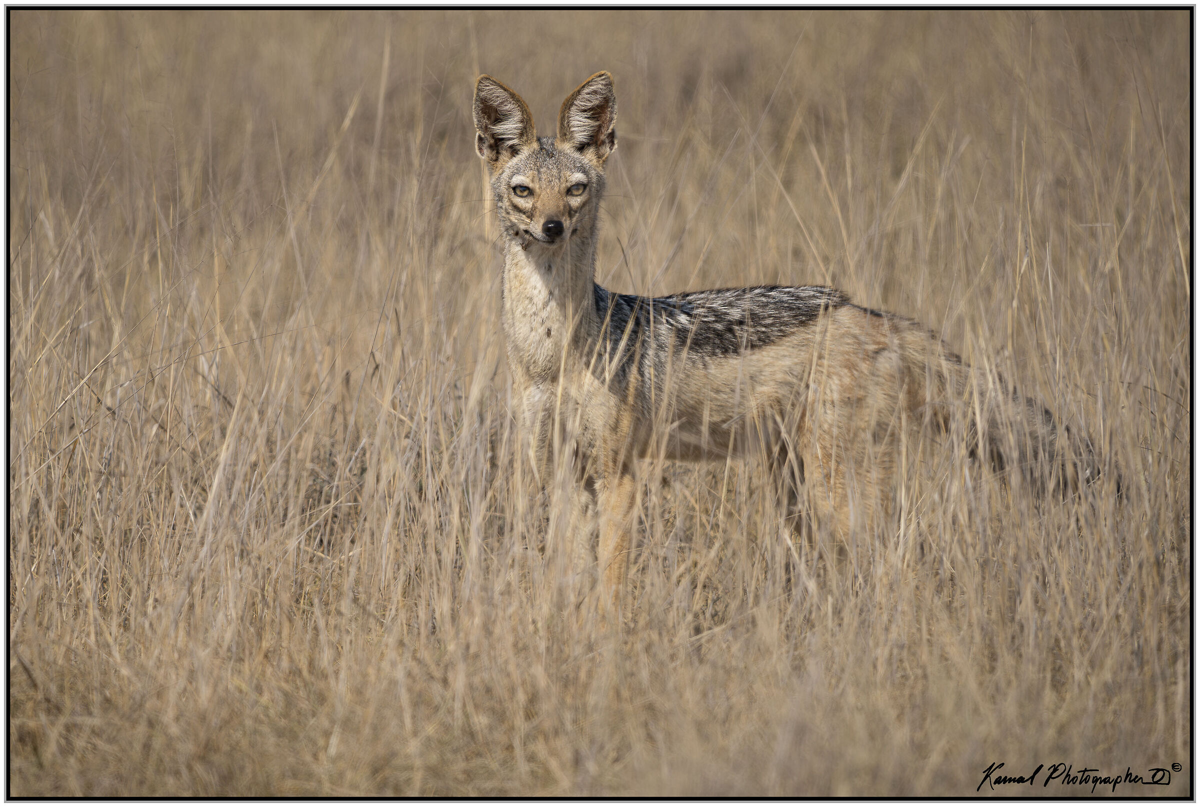 Jackal (Lupulella mesomelas)