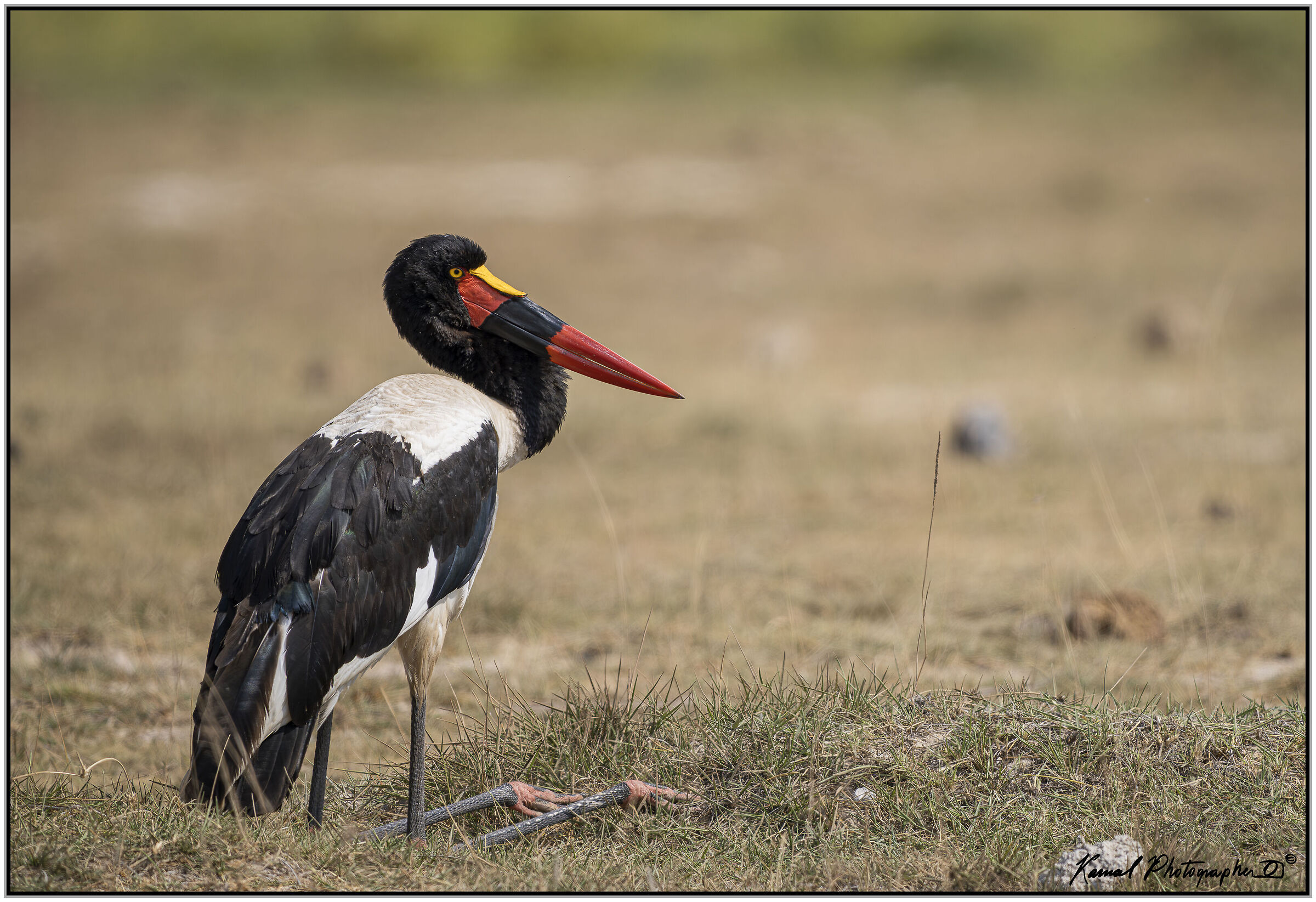 Senegalese Mitteria (Ephippiorhynchus senegalensis)