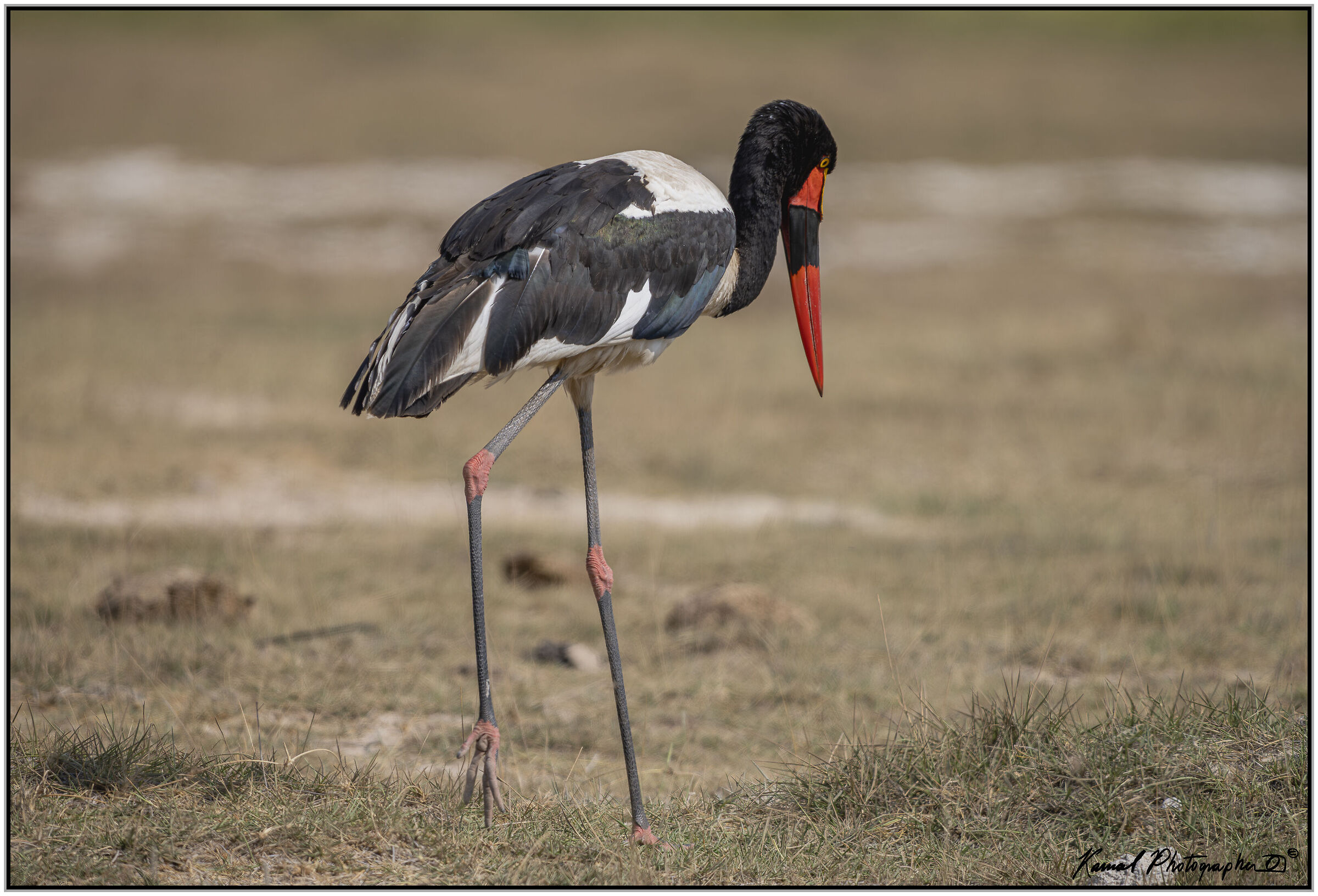 Senegalese Mitteria (Ephippiorhynchus senegalensis)