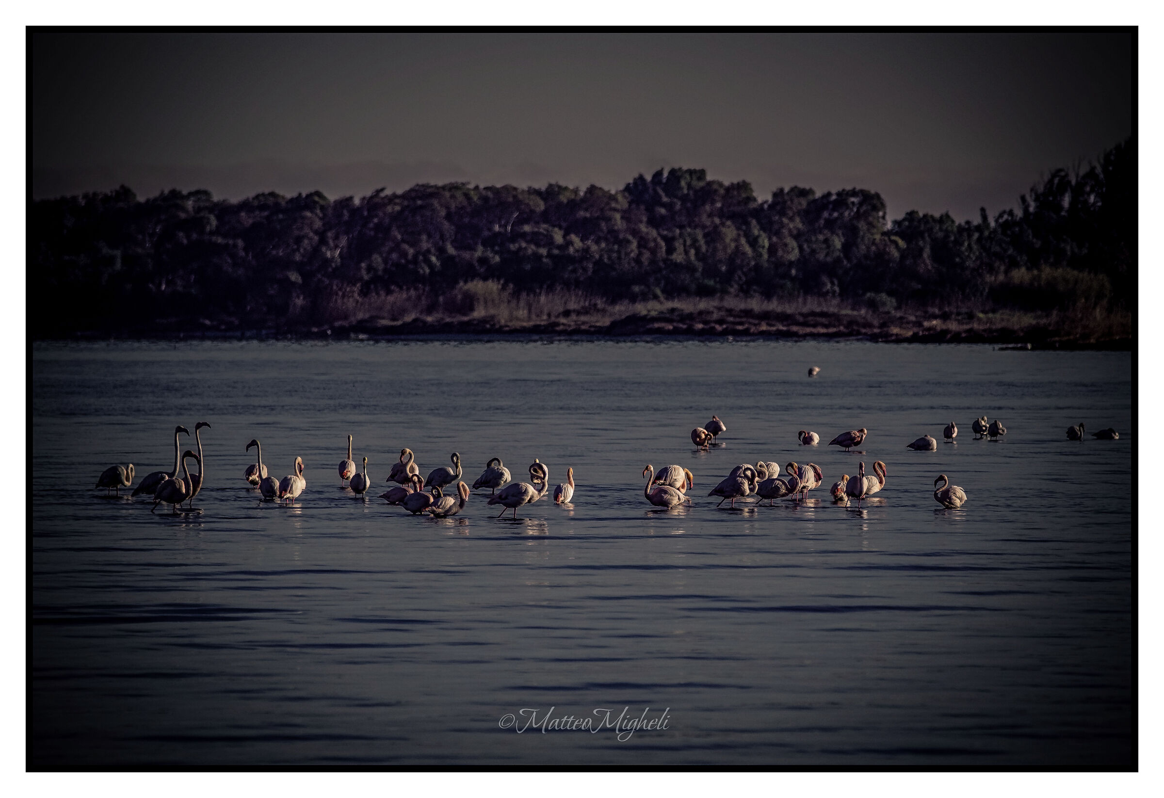 Flamingos at rest