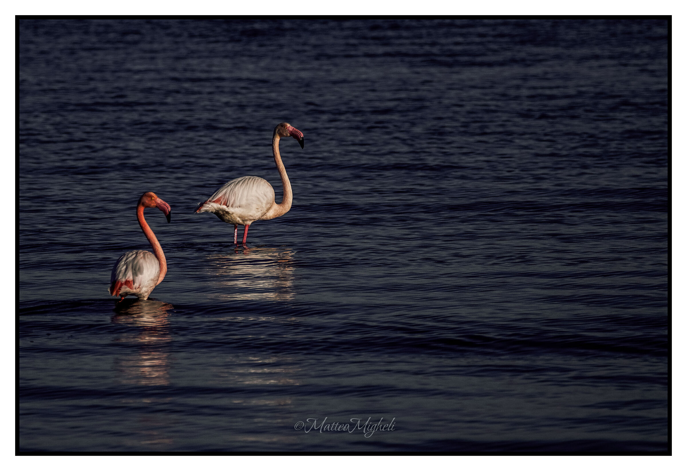 Flamingos