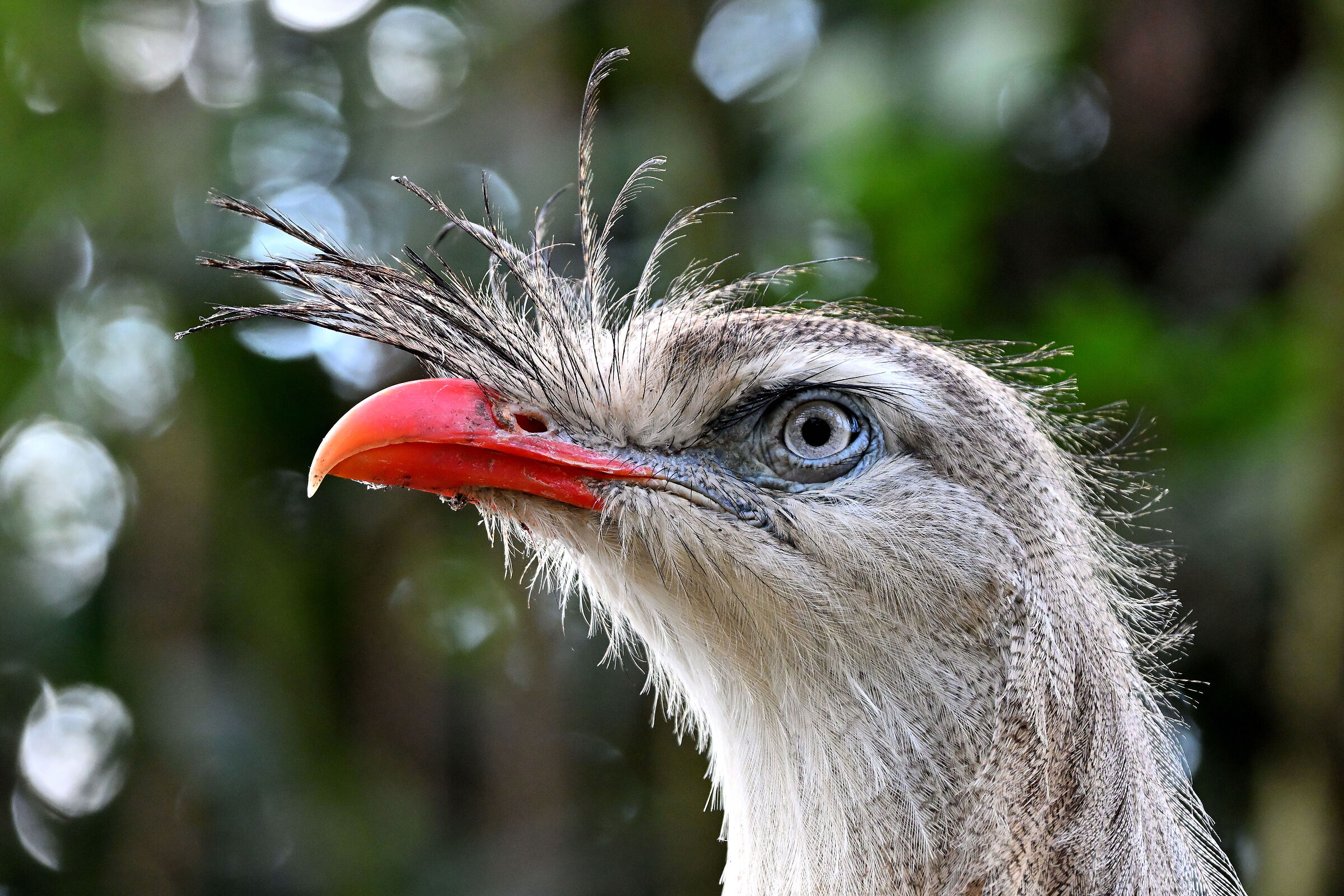 Cariama from the ridge