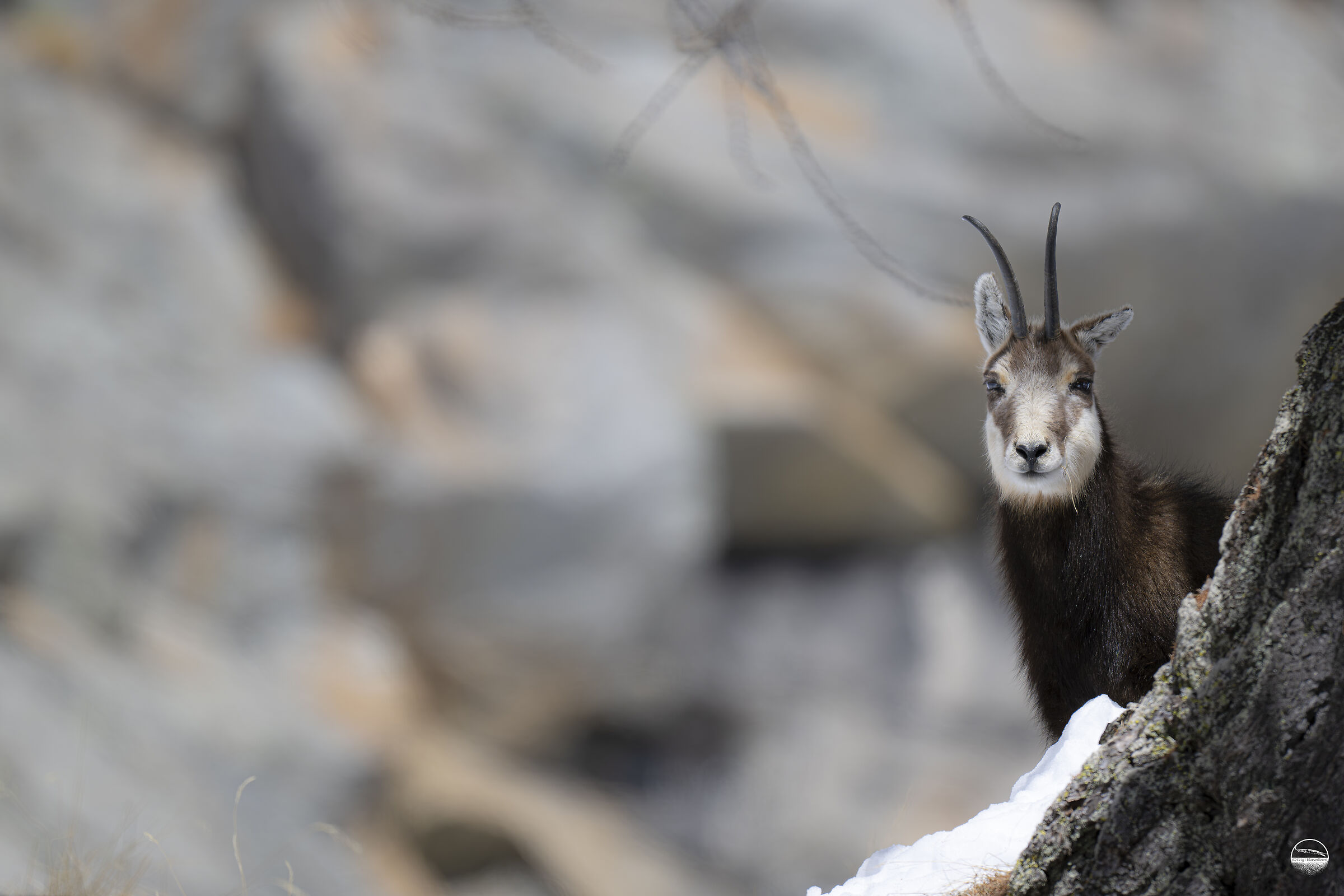 la dolcezza negli occhi