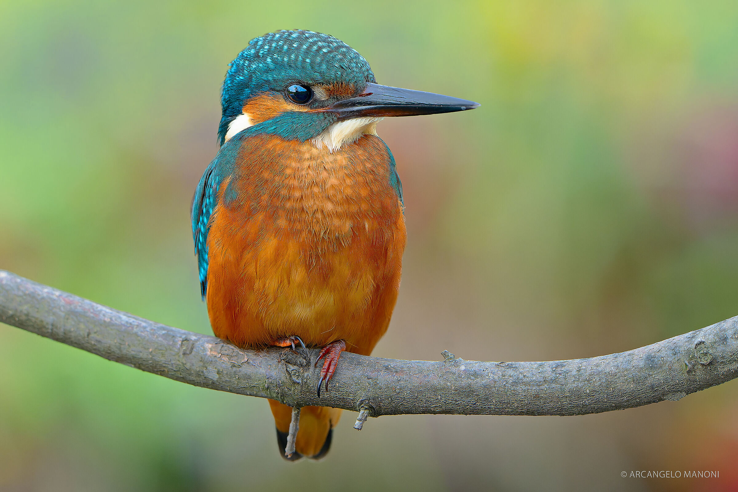 Il martino nel colore