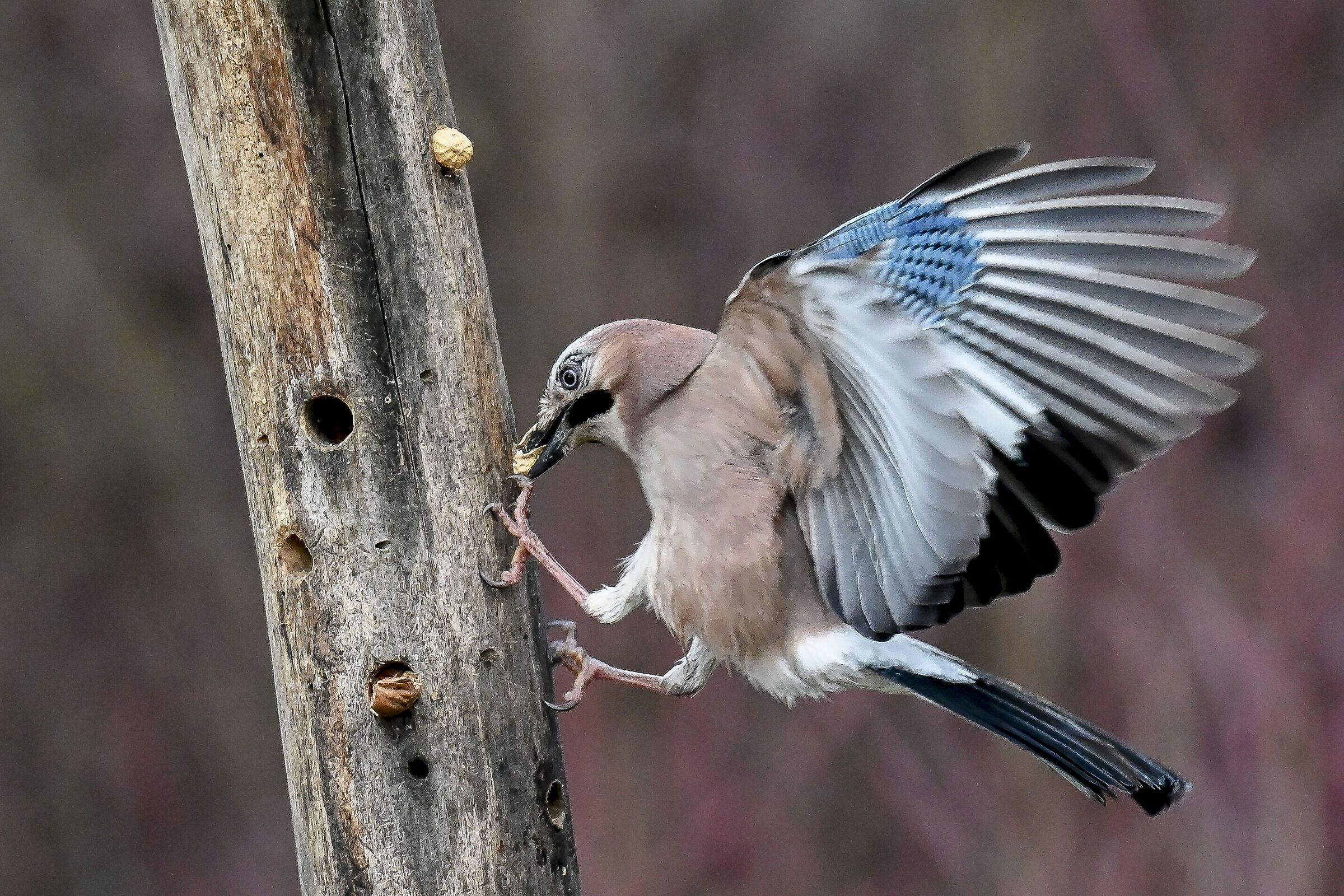 Jay