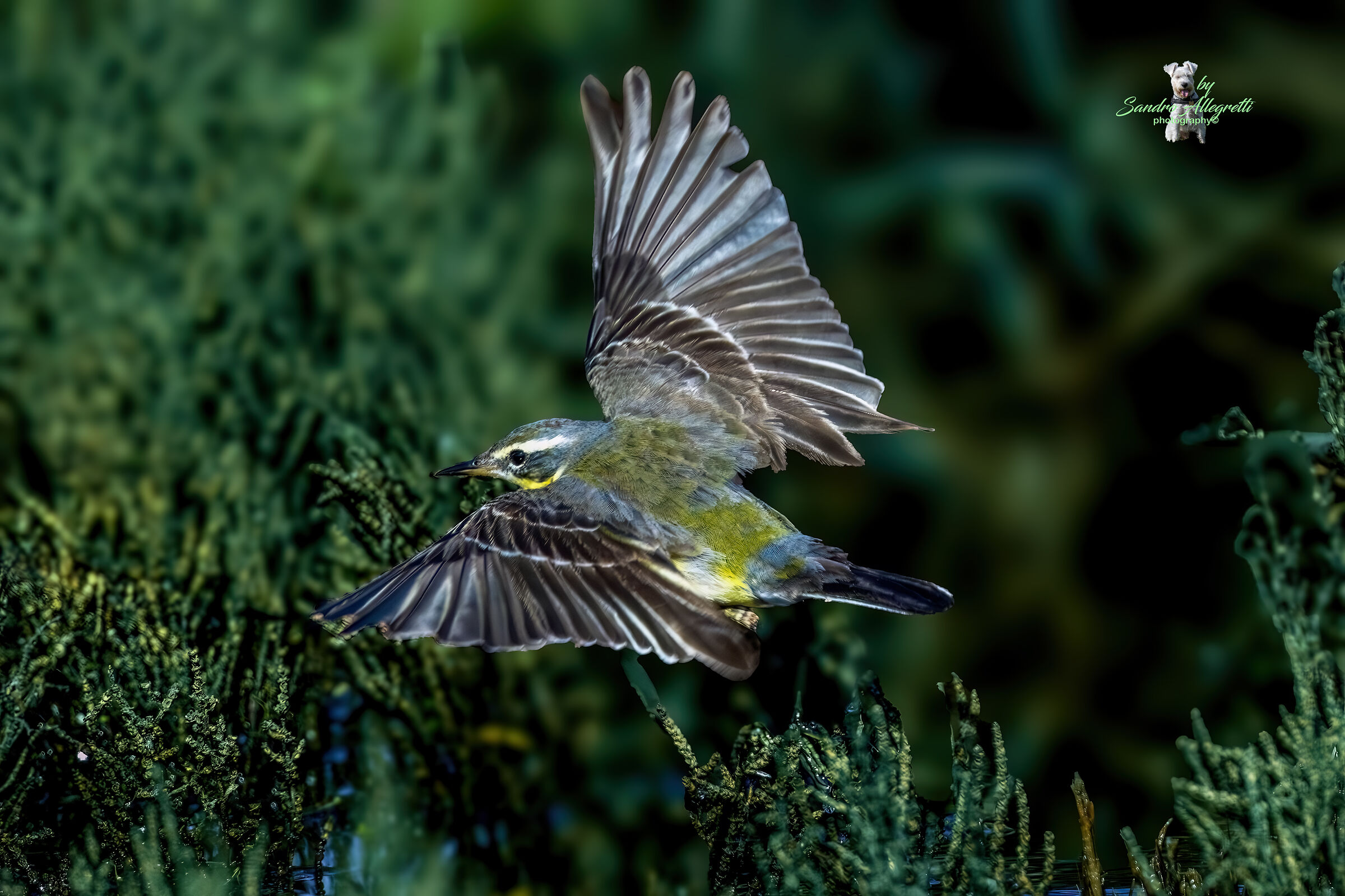 Pacific wagtail (Motacilla tschutschensis)