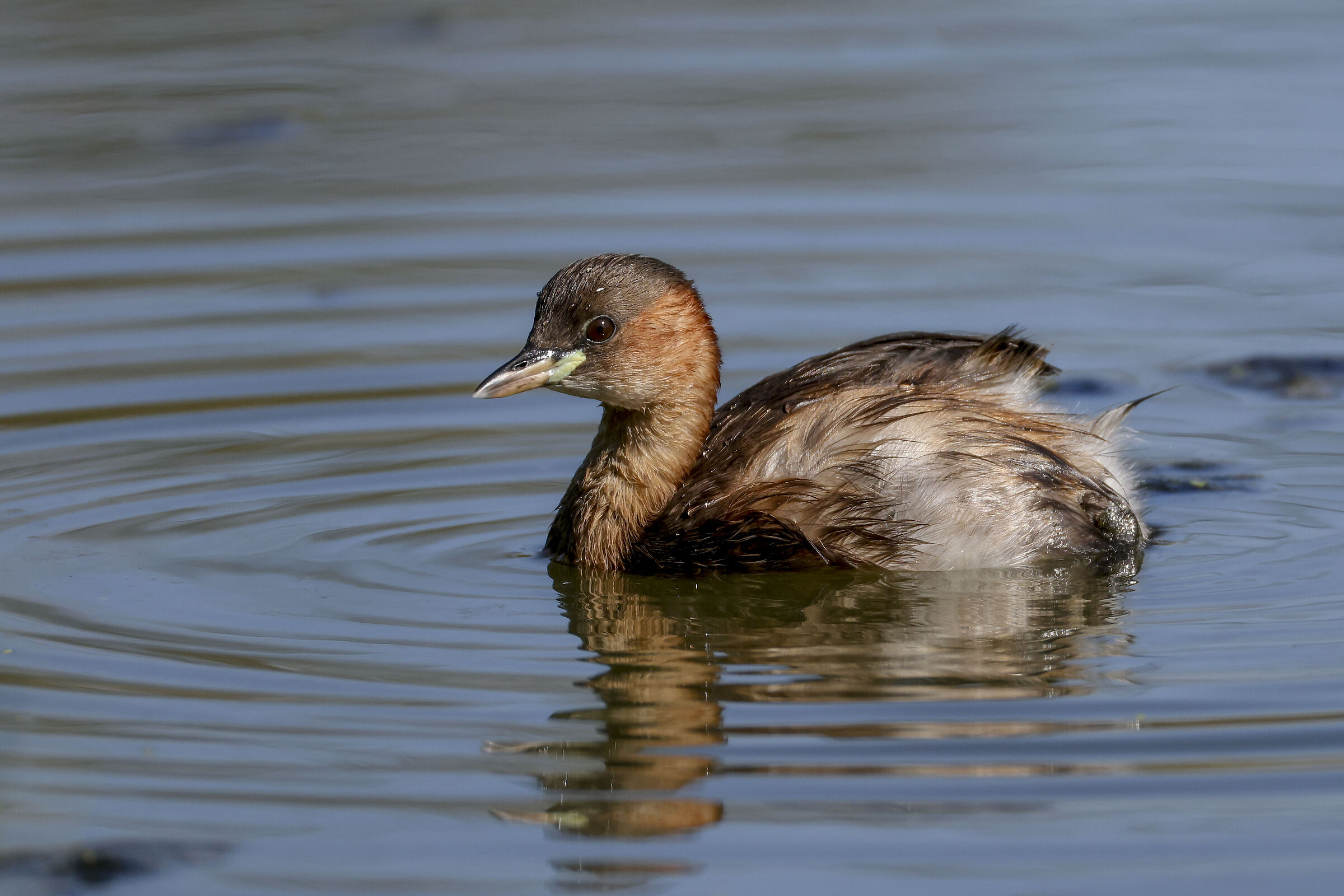 Little Grebe