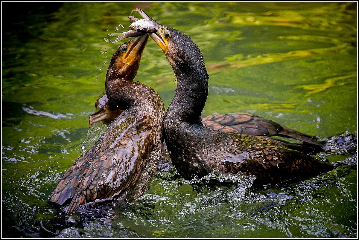 Those who suffer from indigestion are as bad as q