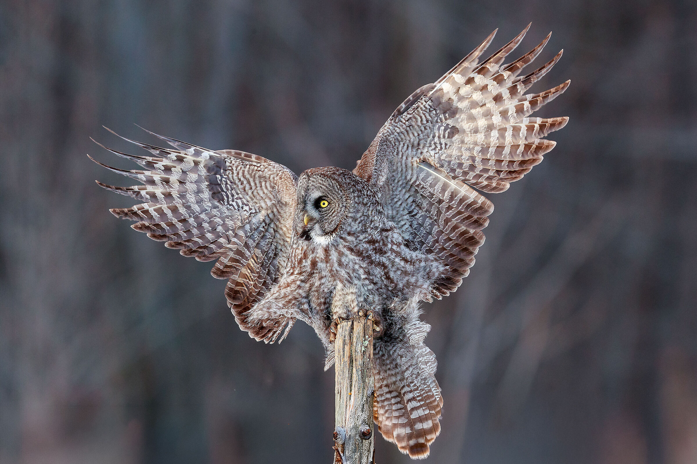 Allocco della Lapponia