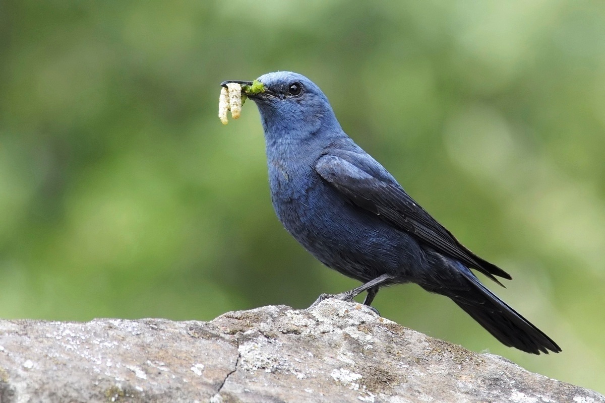Blue Rock Thrush.