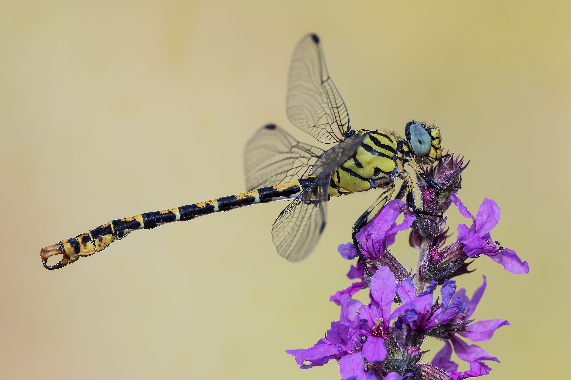 Onychgomphus forcipatus