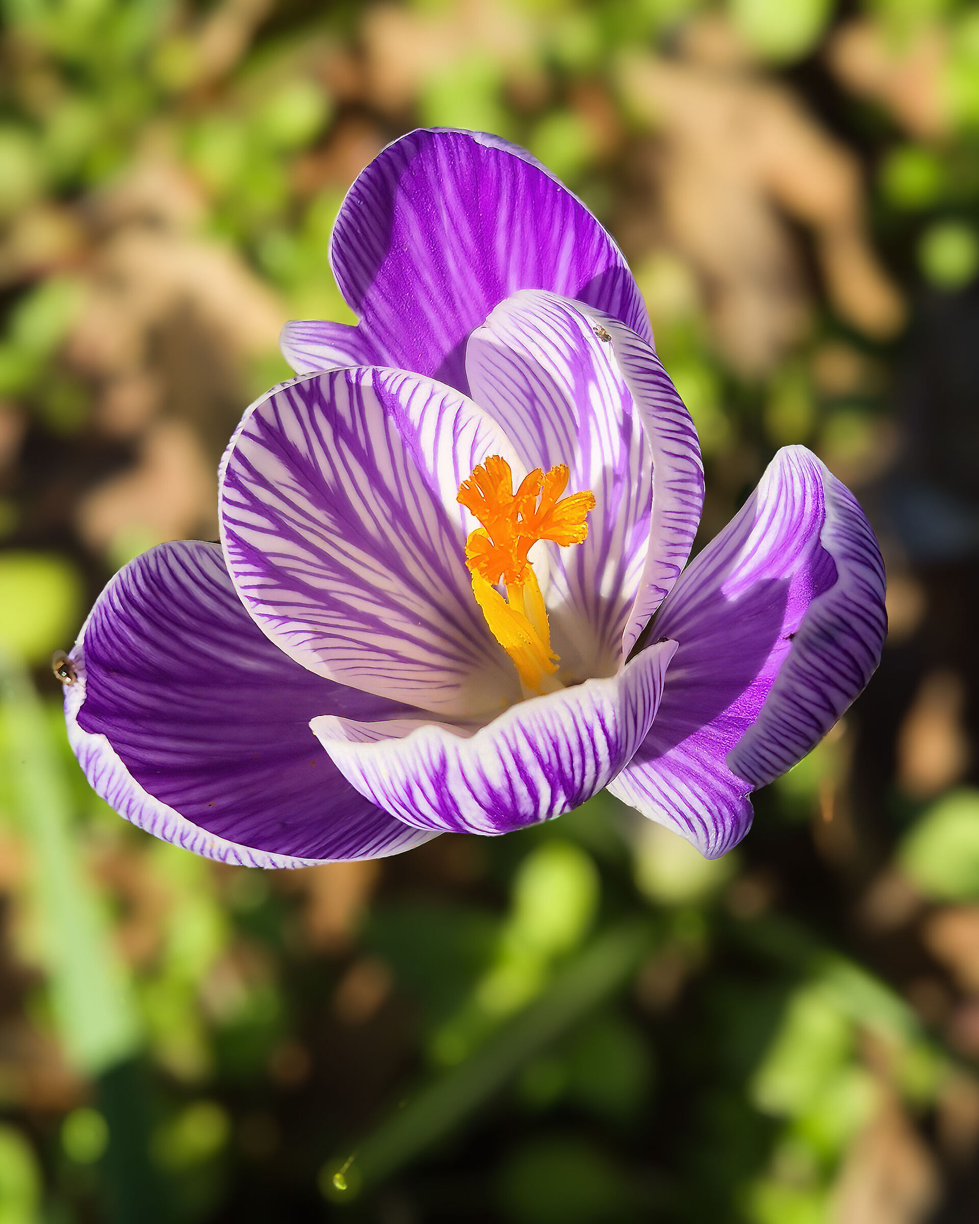 Crocus