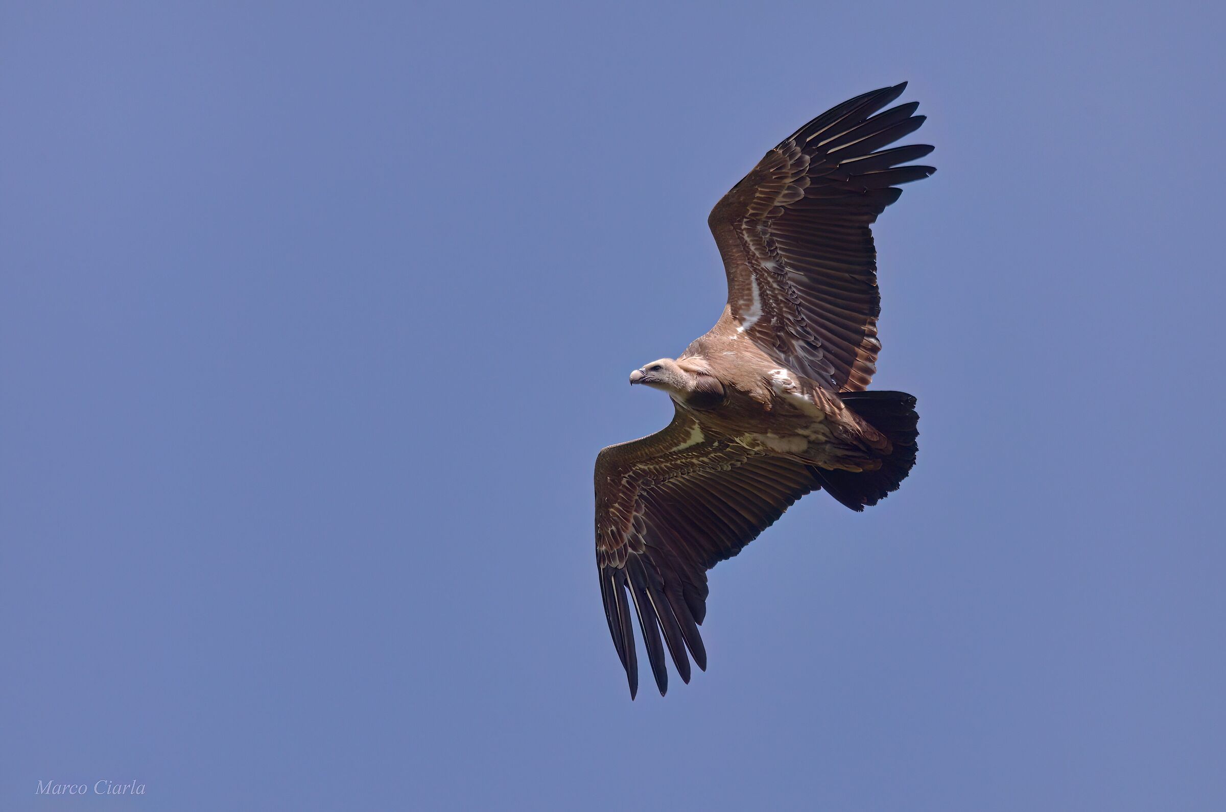 Eurasian griffon vulture (fulvus)
