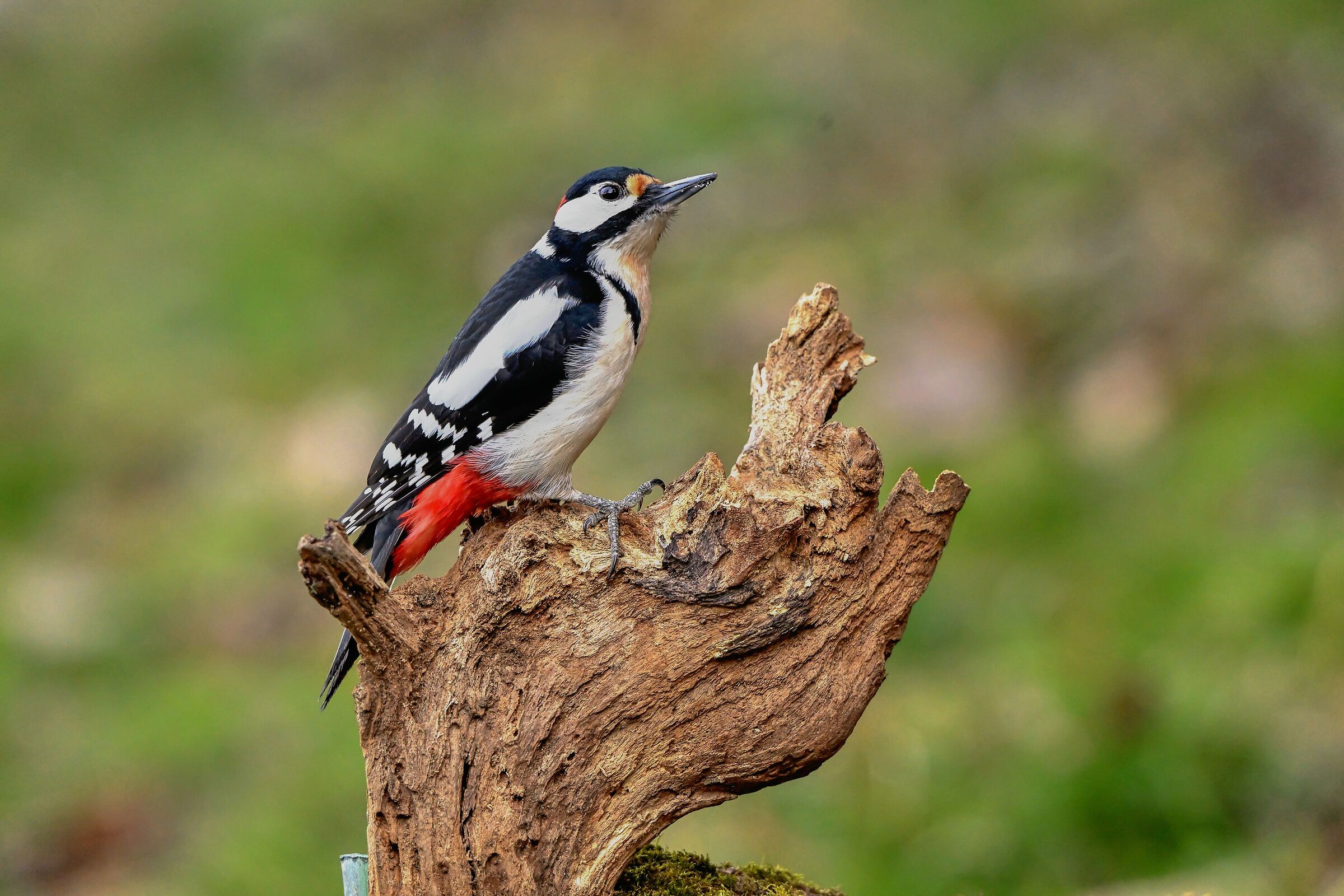 First steps with birdlife