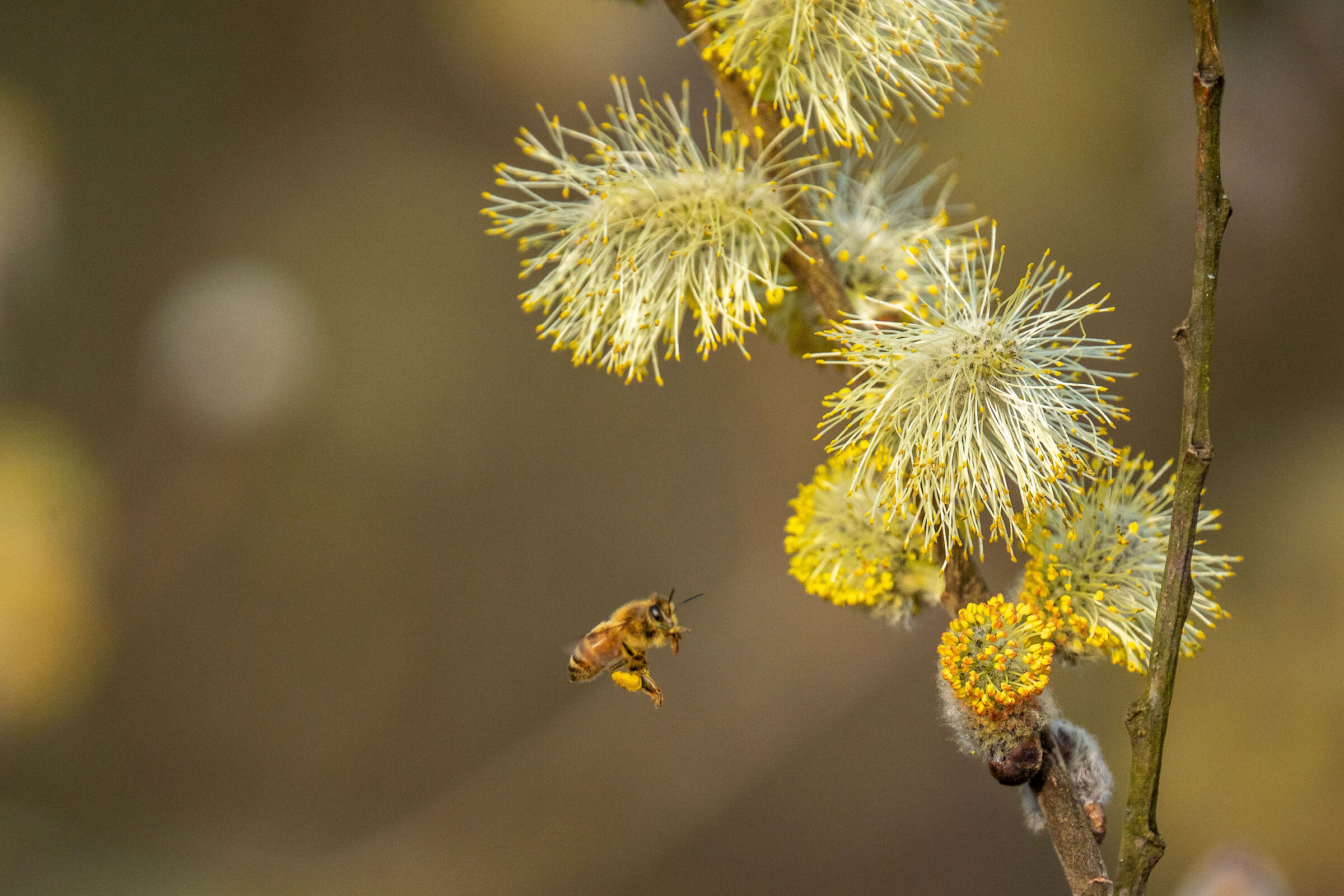 dolci pianeti in avvicinamento