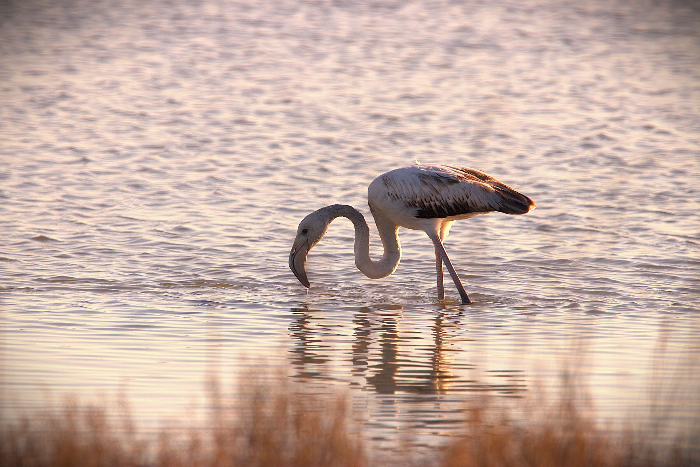 Tramonto di un fenicottero poco rosa Valle Cavenata